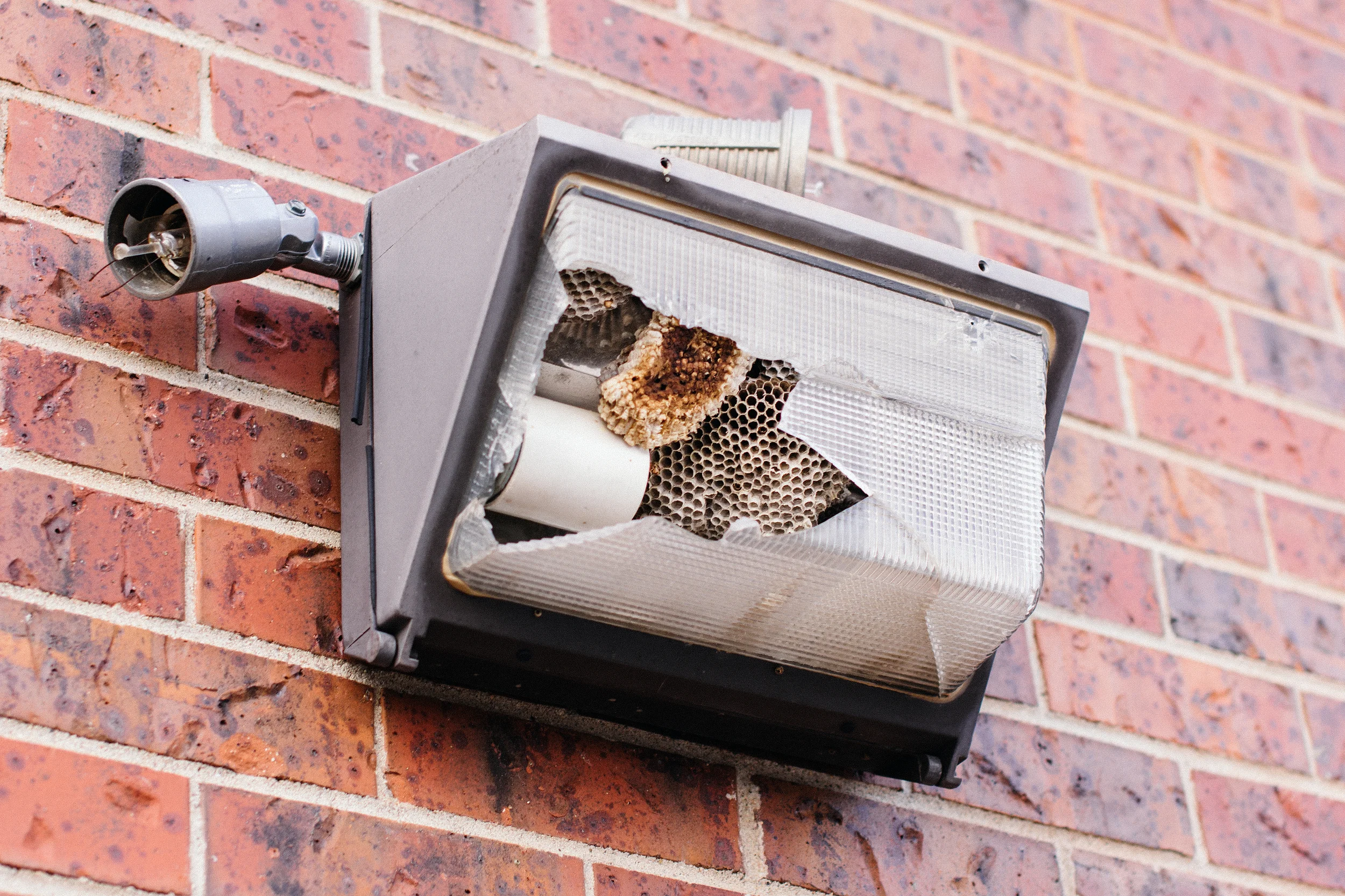 Broken Light Wasp Colony.jpg