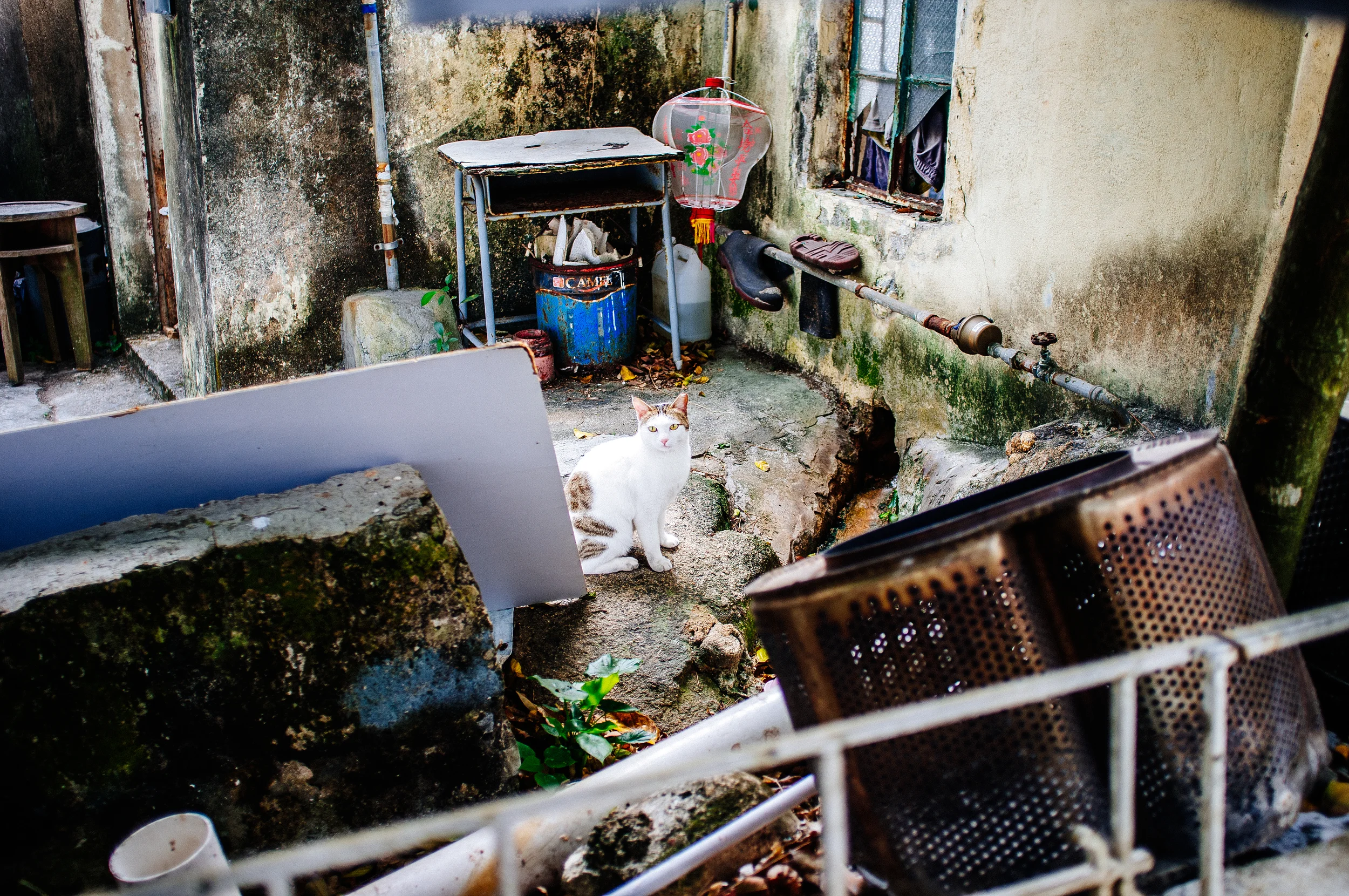 Peng Chau Cool Cat.jpg