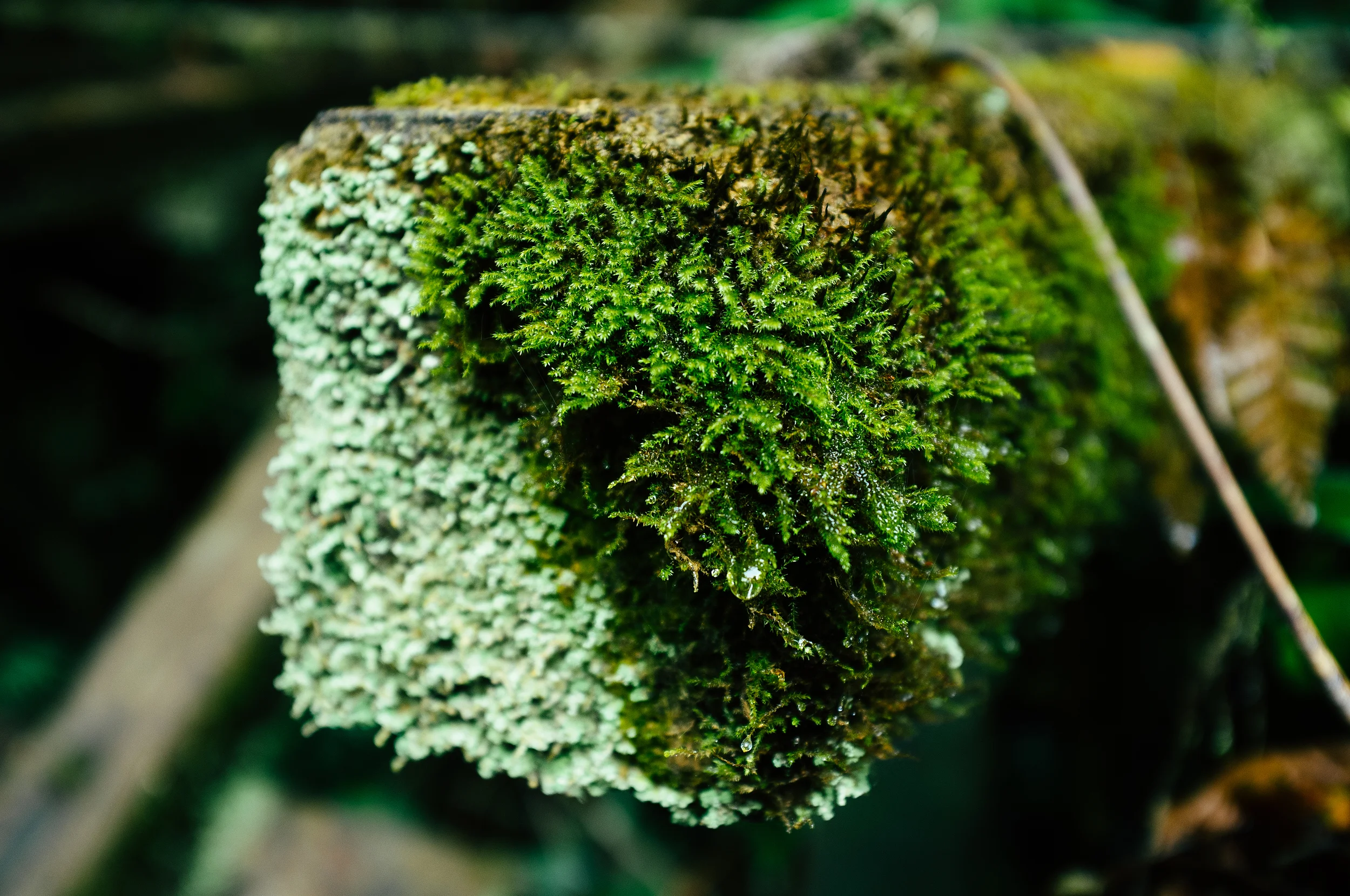 Cameron Highlands Mossy Log.jpg