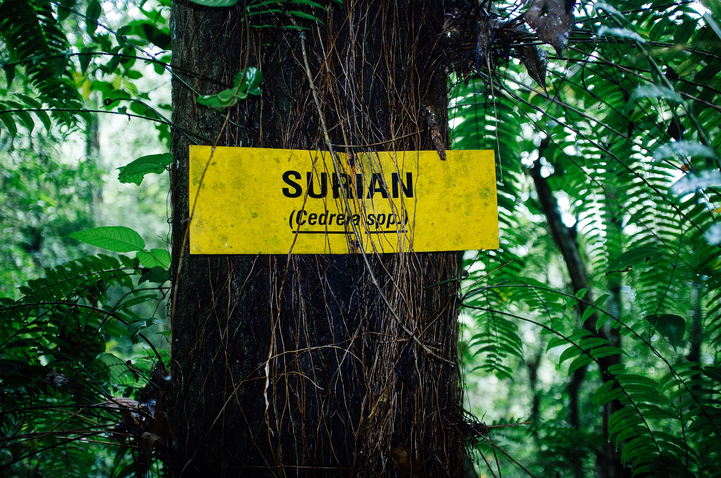 Cameron Highlands Tree Sign.jpg