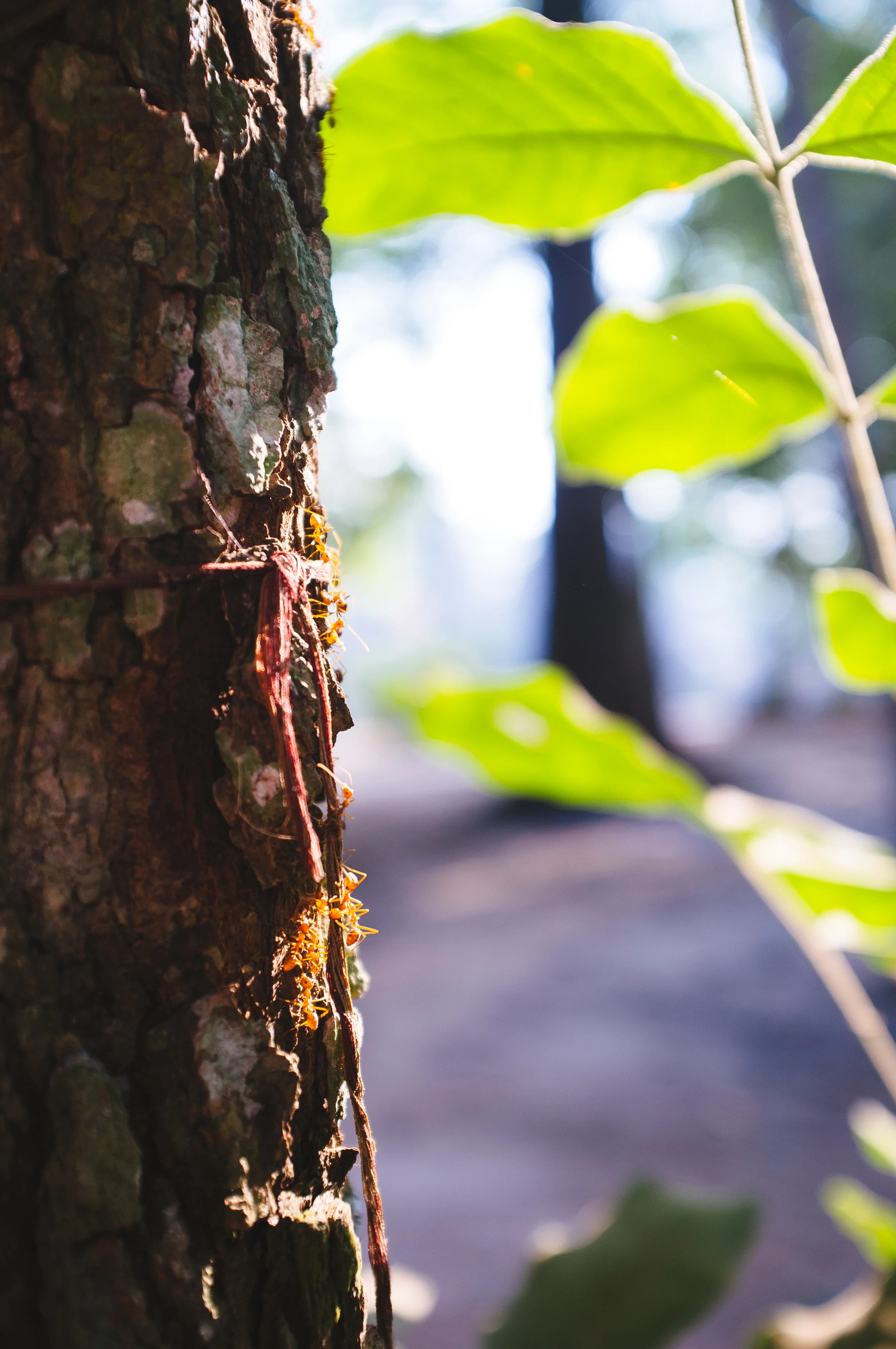 I was attacked by two different ant colonies, once while I was shitting.