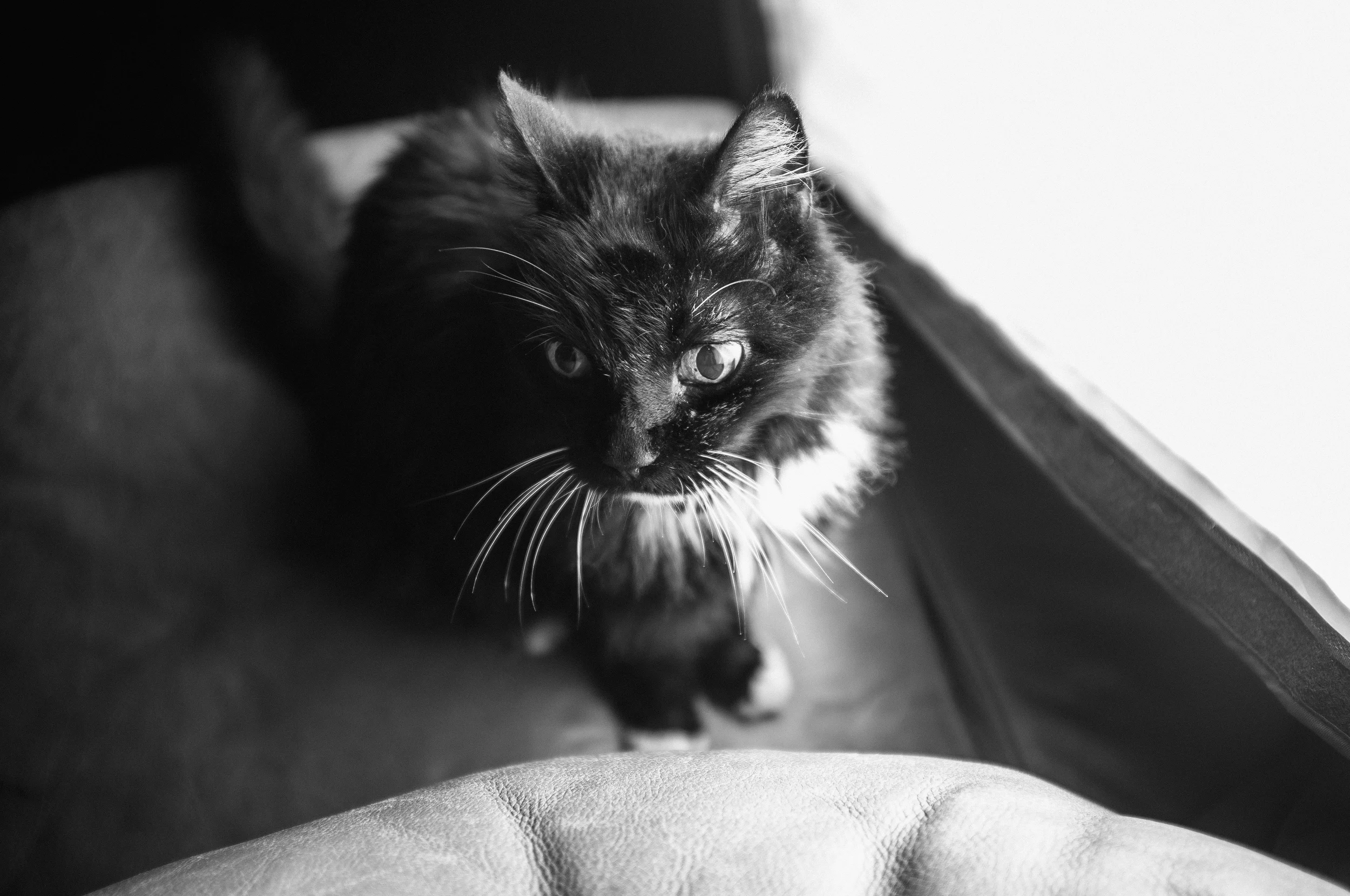 The cat had to inspect it first though.