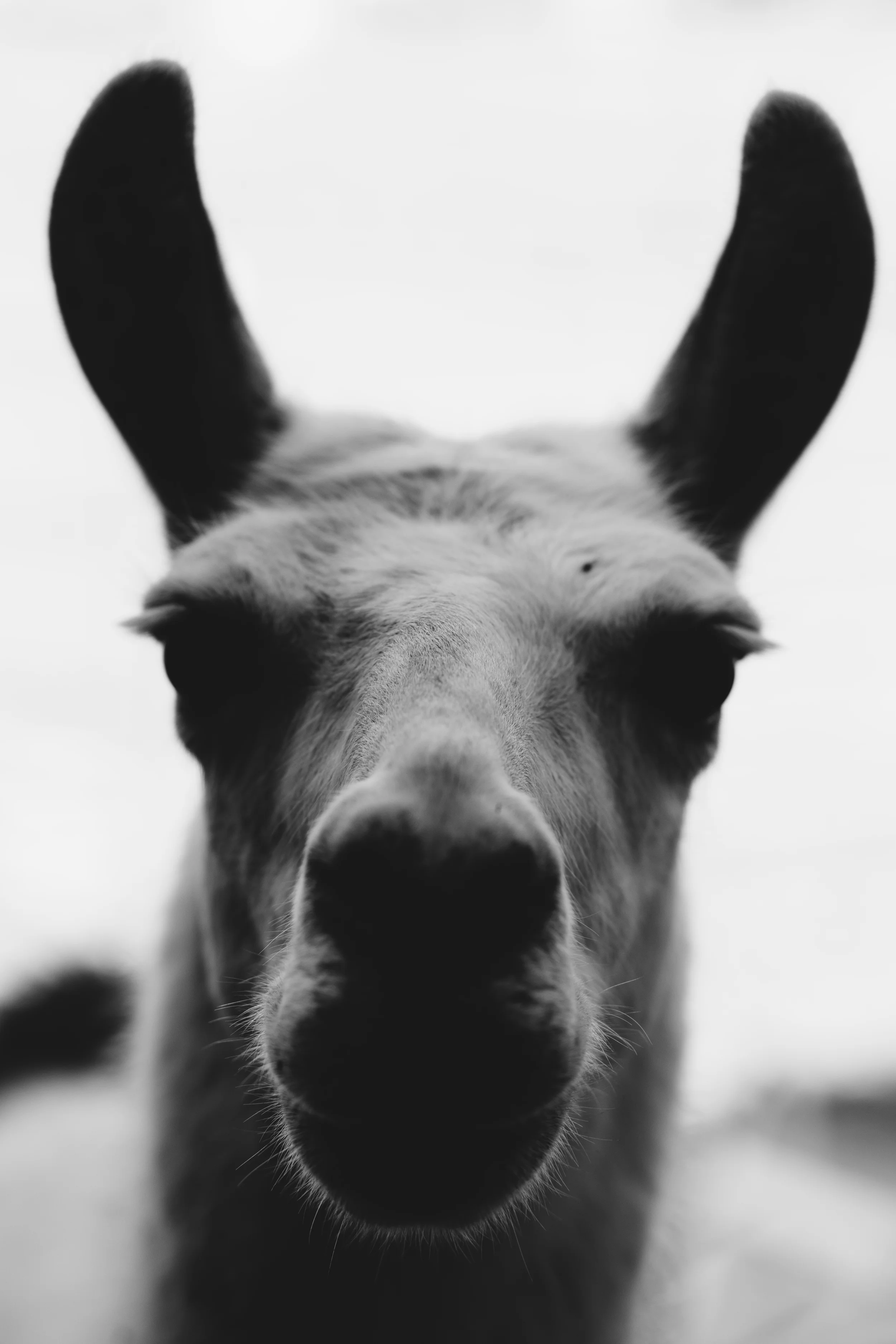 Llama / Plant Eating Shithead