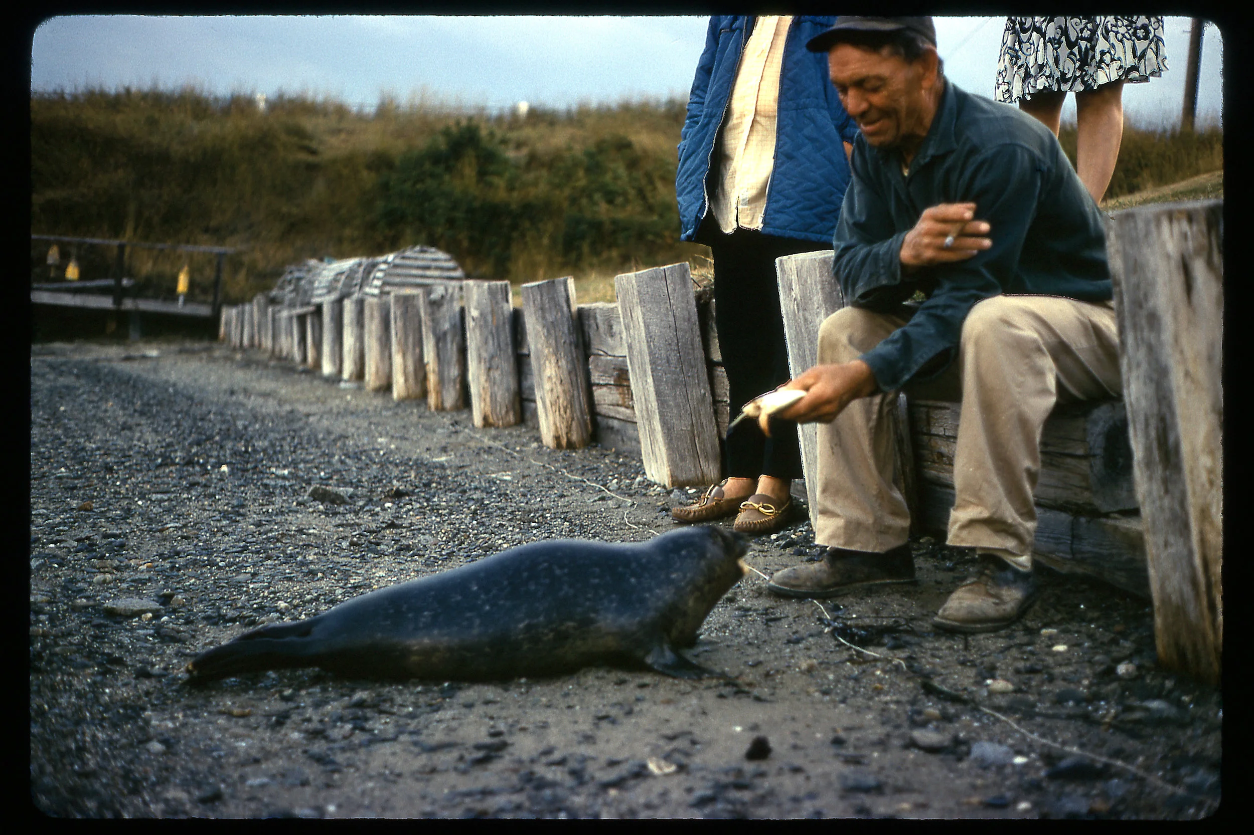 "Seal"