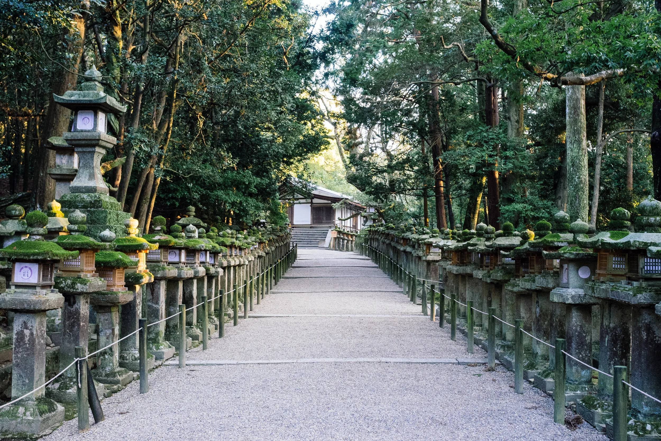 Nara Path.jpg