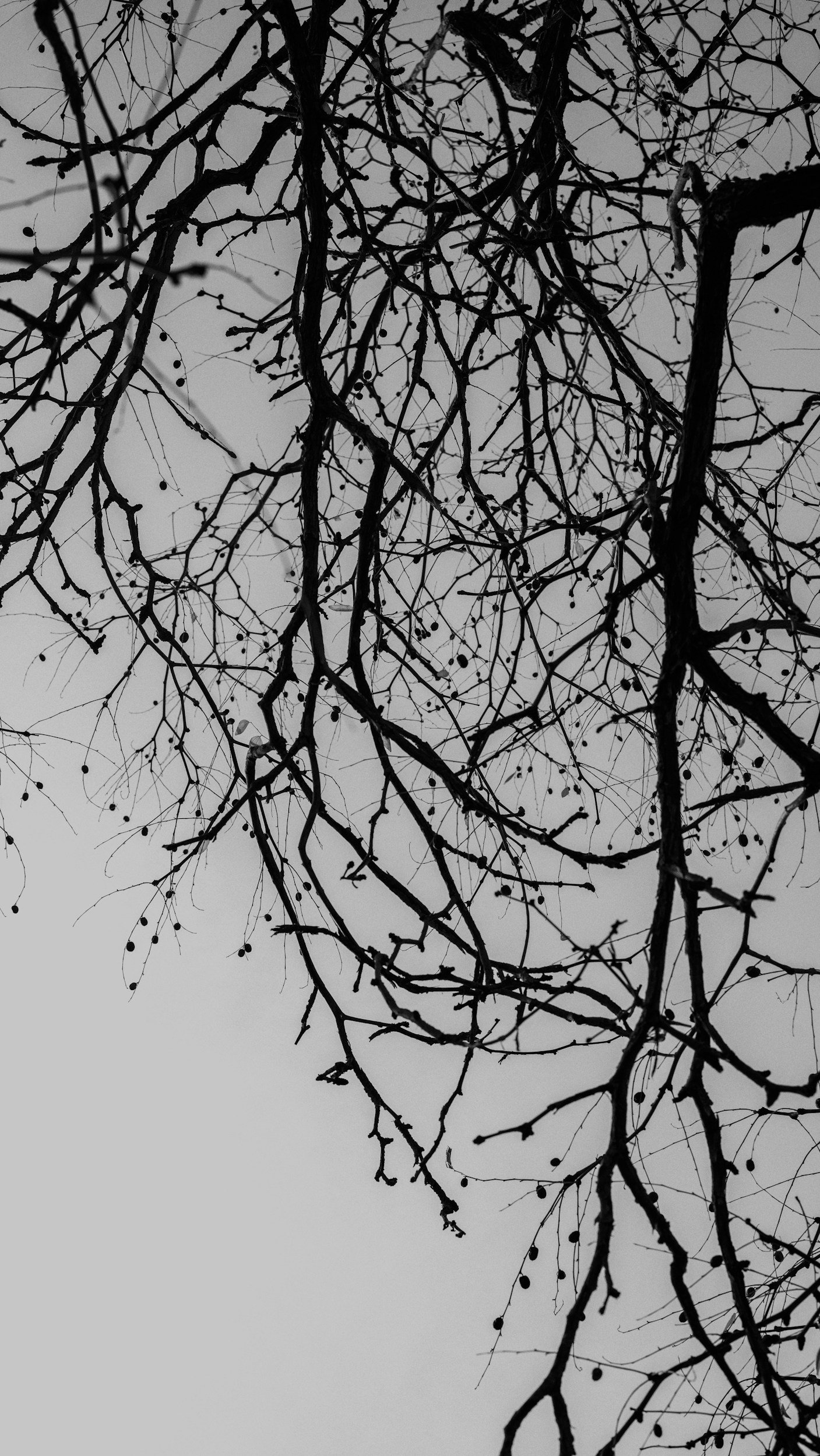 Black and white close-up of bare tree branches — symbolizing the complex, entangled effects of childhood trauma on the adult nervous system