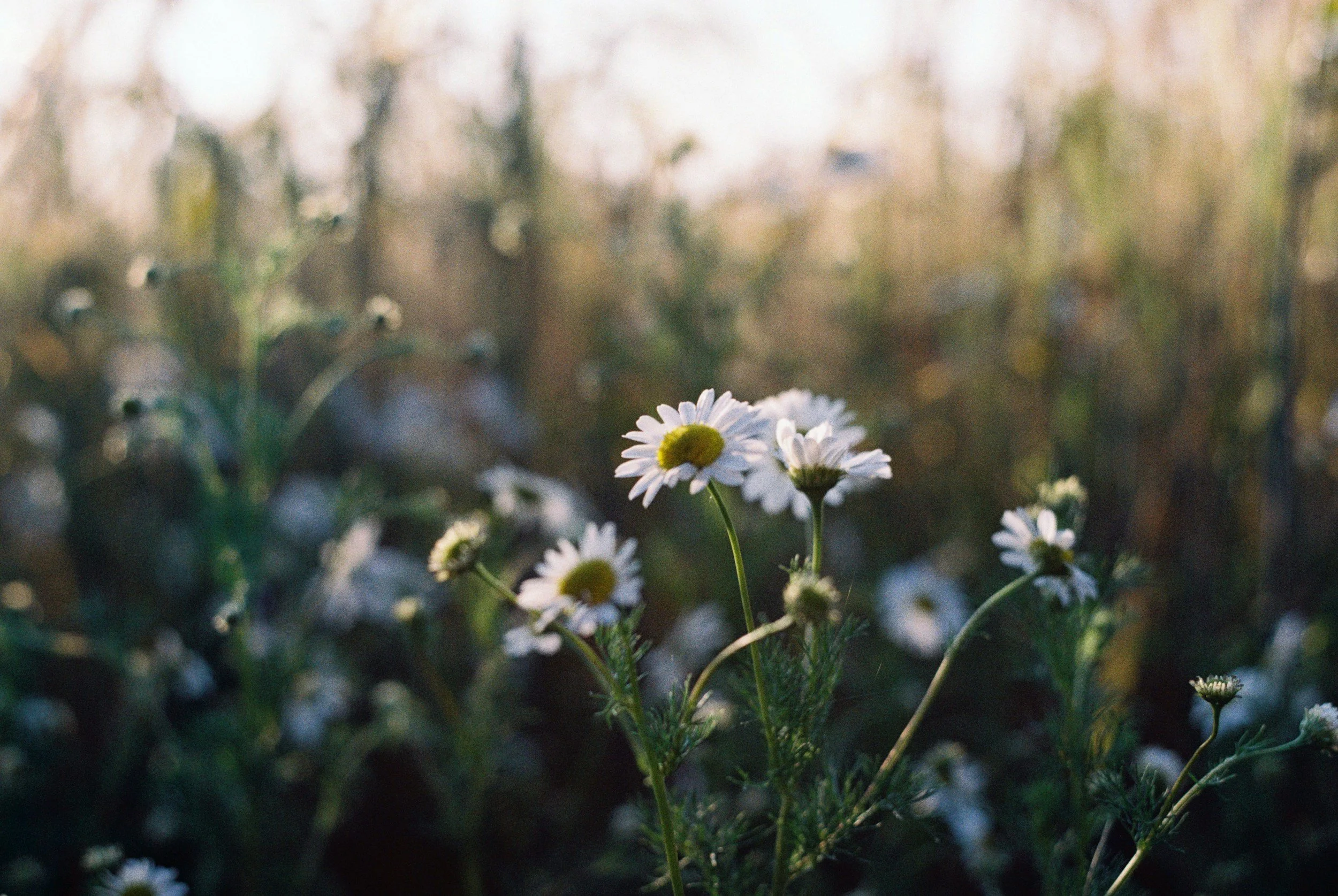 Soft focus daisy flowers in a golden field — representing resilience and renewal for women navigating menopause and mental health challenges