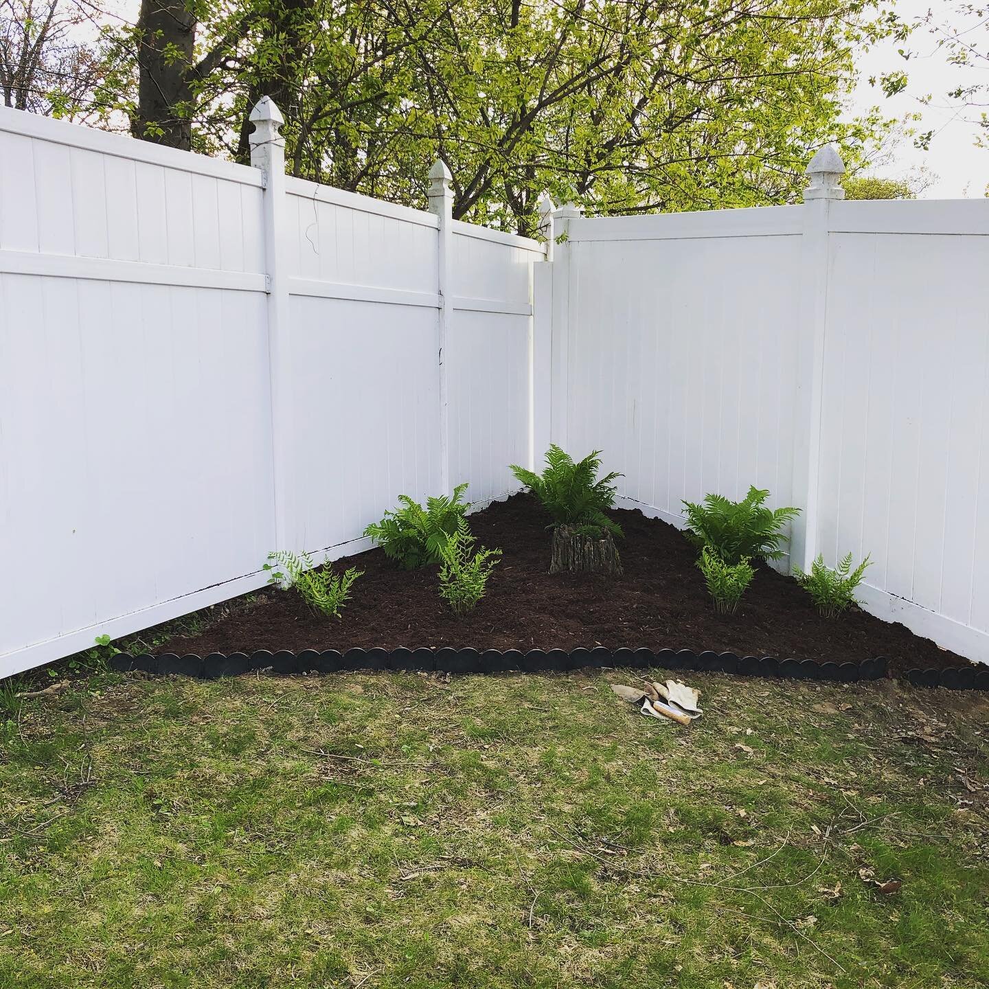 My project for the day- fern garden for the shady corner of our yard. Ostrich ferns in the back that will grow tall, some shorter wood ferns in the front. And a little Irish Moss in the cedar stump in the middle! Looks cozy enough to live in... 🥰
.