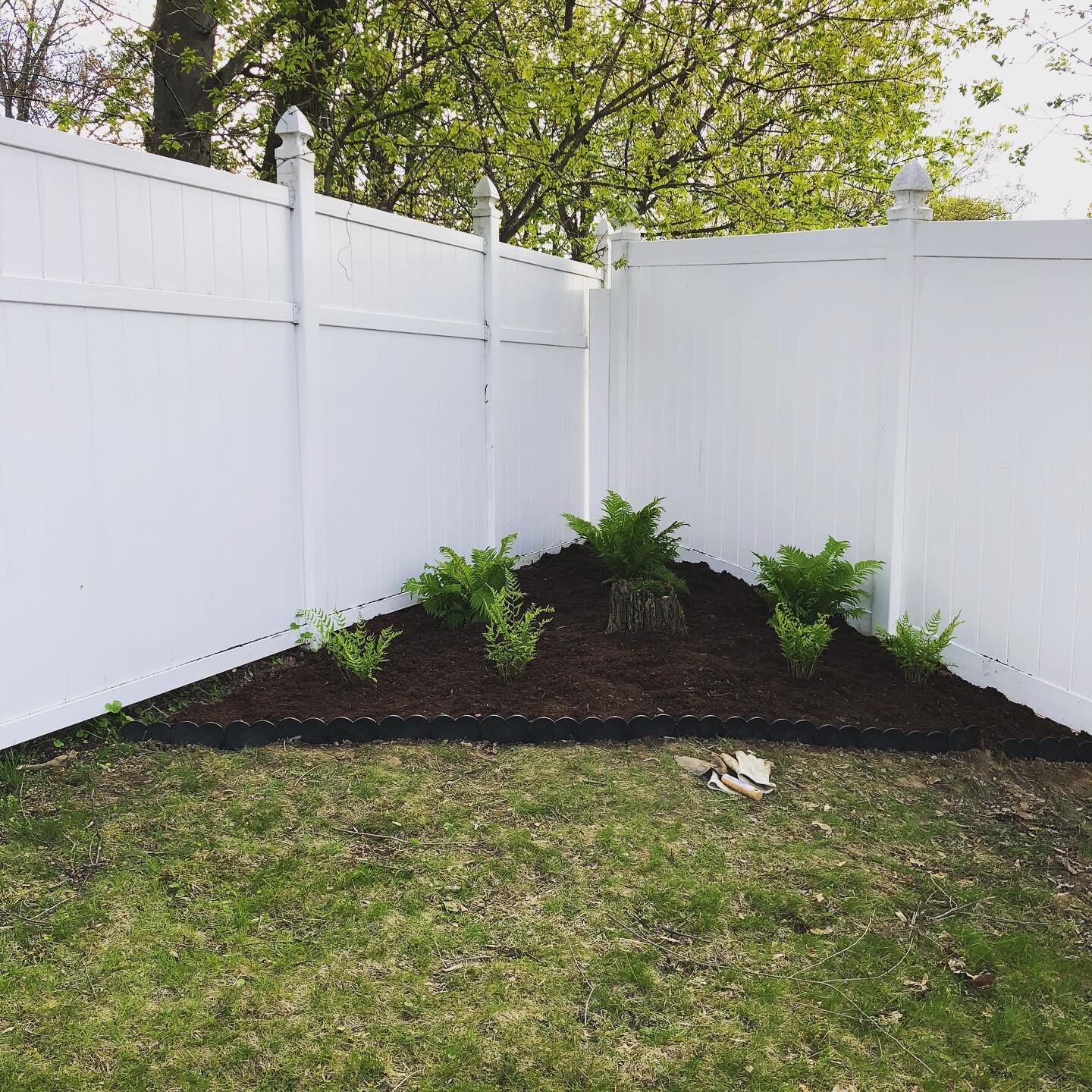 My project for the day- fern garden for the shady corner of our yard. Ostrich ferns in the back that will grow tall, some shorter wood ferns in the front. And a little Irish Moss in the cedar stump in the middle! Looks cozy enough to live in... 🥰
.
