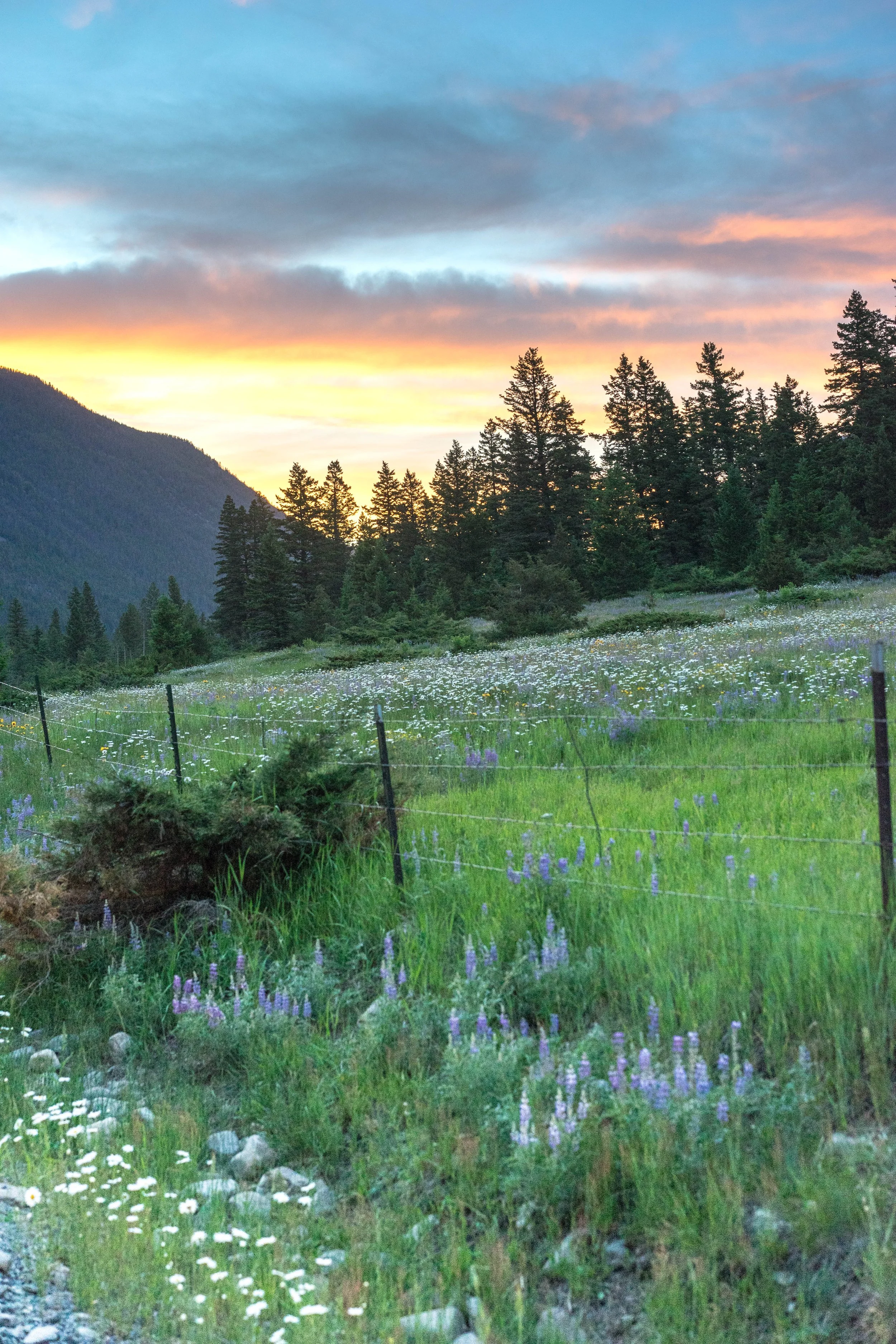 wildflowersunset.jpg