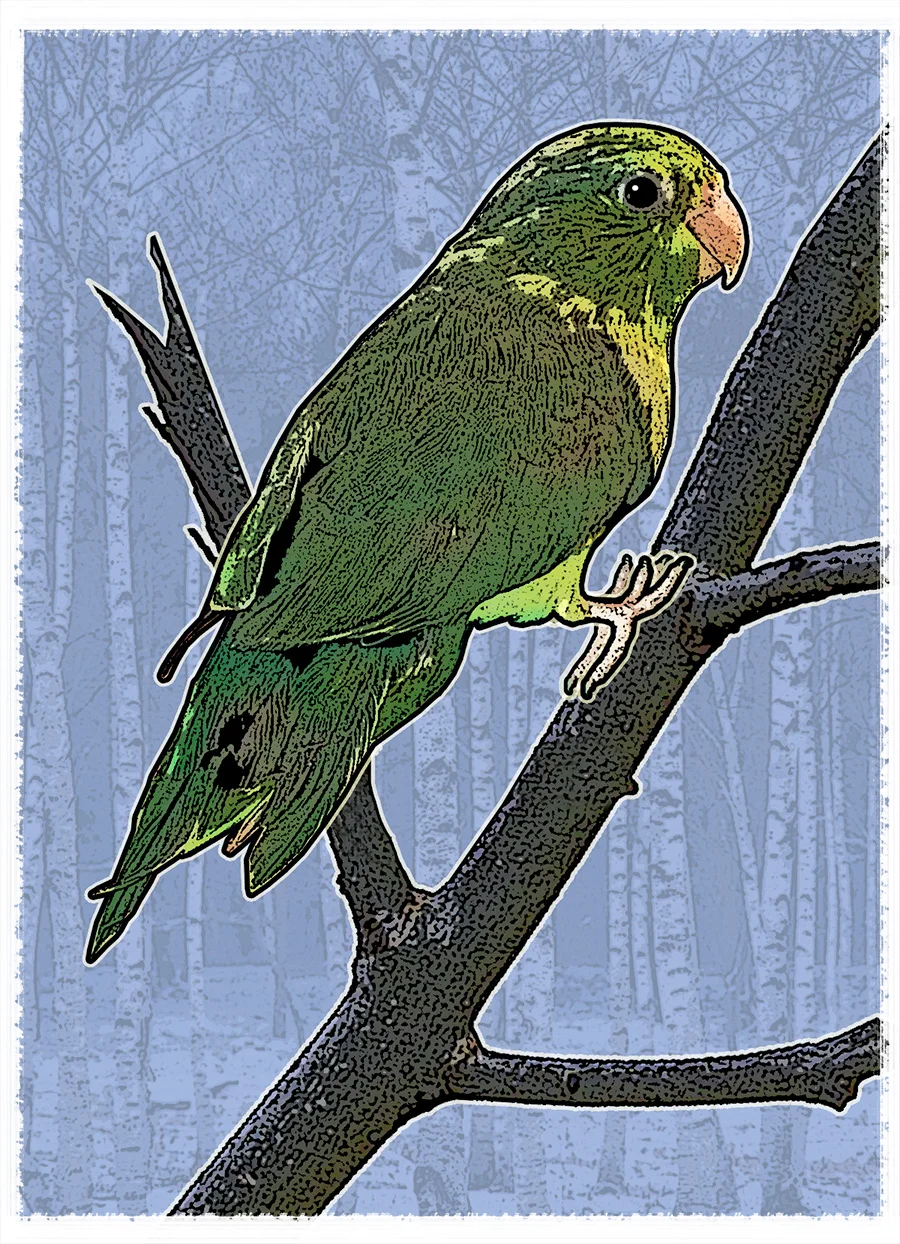 Keewee the Parrotlet