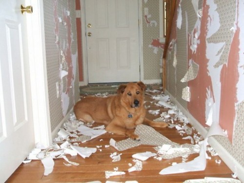 dog wrecks house.jpeg