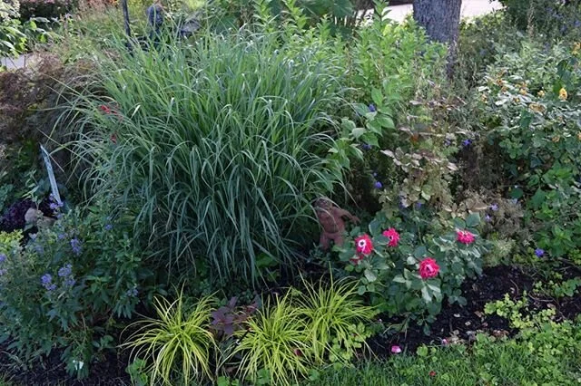 Switch Grass: Panicum:  I would not be without my switch grasses. So many excellent choices are available, and even in my small garden, I must have half a dozen. I enjoy the summer form and substance and the lovely, if not extraordinary, fall color. 