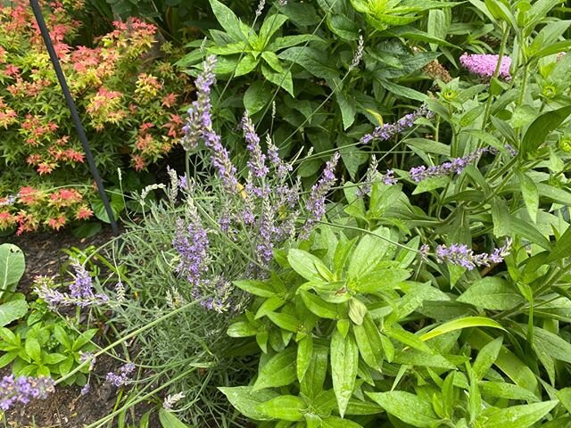 Plant Hightlight: Lavender 'Phenomenal'

Hightlight for Success: It is essential that plants be sited where the water runs off or runs through. Wet feet make them catch cold and they die. End of Story. This is true anywhere, but absolute gospel in ar