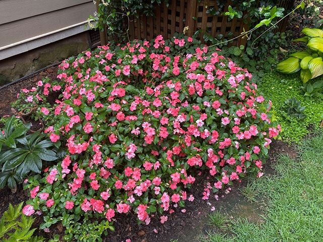 Plant Review: Impatiens 'Beacon Pink'

Planting in baskets or containers helps, but is no guarantee that plants will not get the disease. &nbsp;If downy mildew is not a problem, these are by far the best plants for the shade. A fantastic diversity of