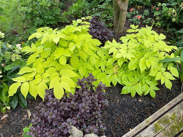 Plant Review: Aralia 'Sun King'  The Perennial Plant of the Year from the Perennial Plant Association. I haven't showcased it this year but I have shown it to you on every walkabout. What a great plant. Here is what PPA has to say about it. &quot;No,