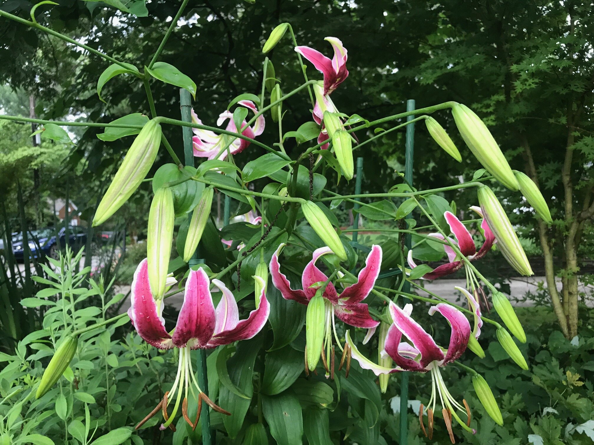 Lilium Black Beauty, AMA, June 28, 2018, NOTICE THE BUDS, A TALL LILY.jpg