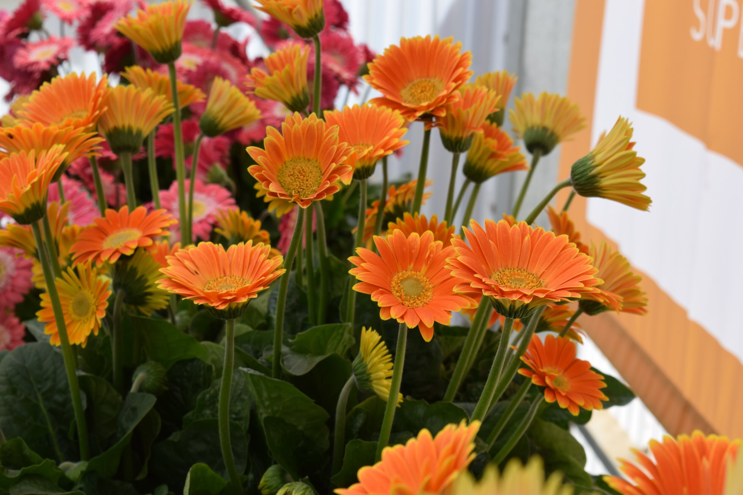 Gerbera Sweet Caroline 2.jpg