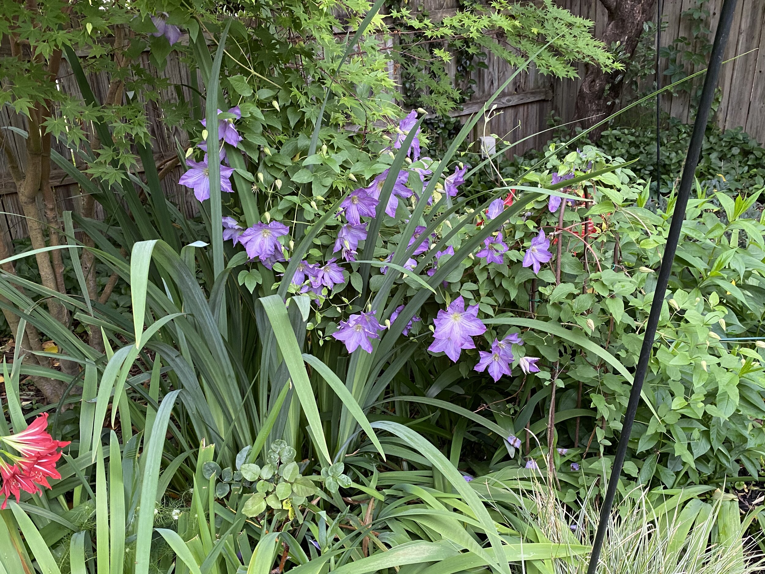 Clematis Solana, AMA, May 5, 2020..jpeg