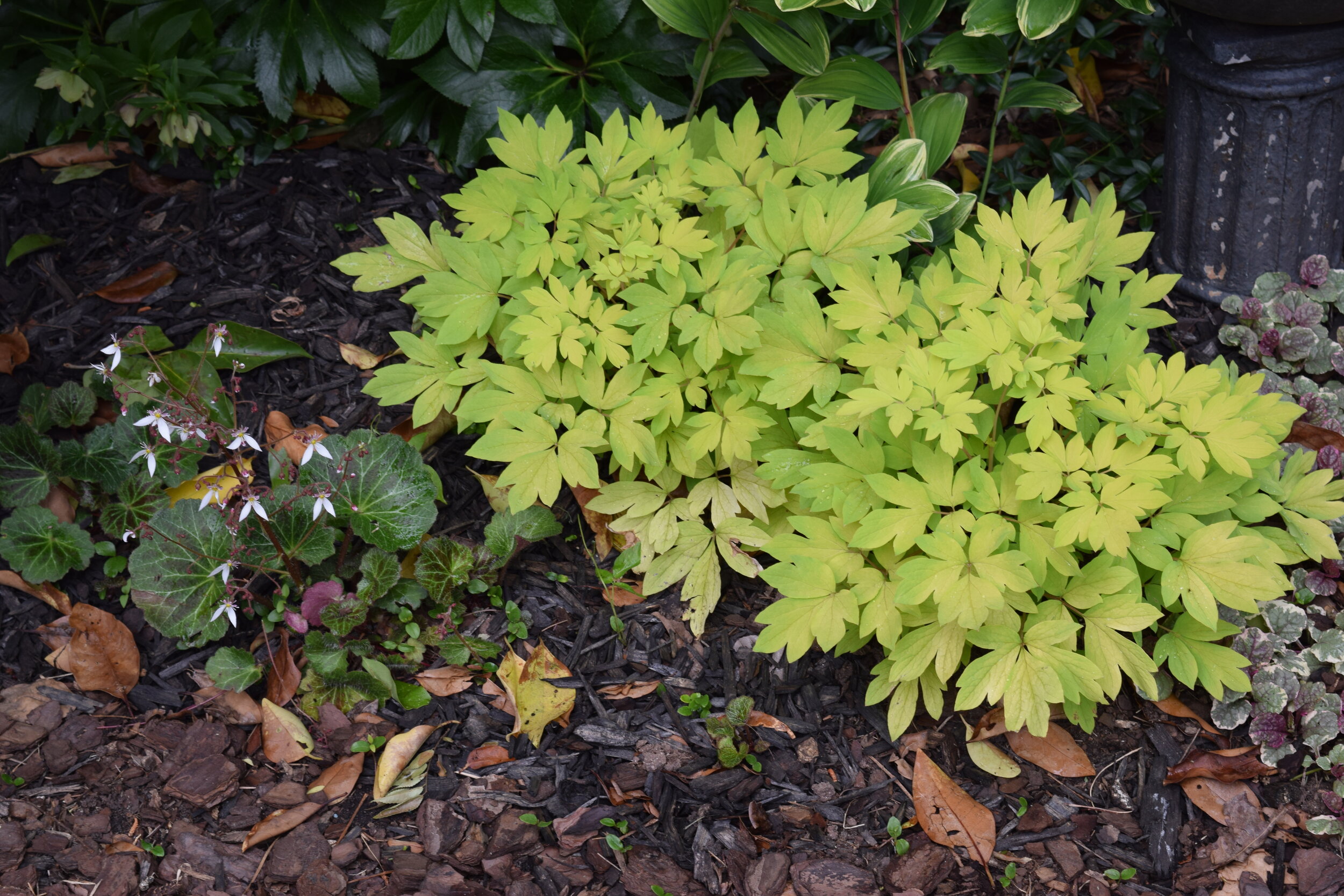 Dicentra Gold Heart