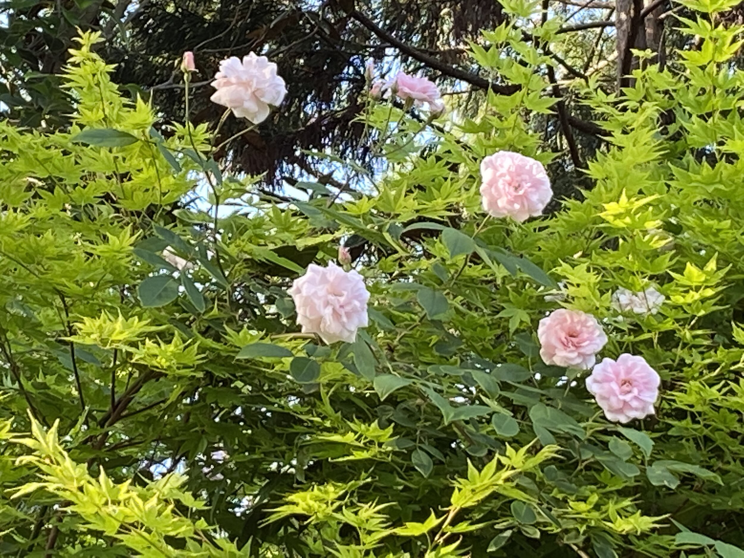 Rosa 'Cecile Bruner'