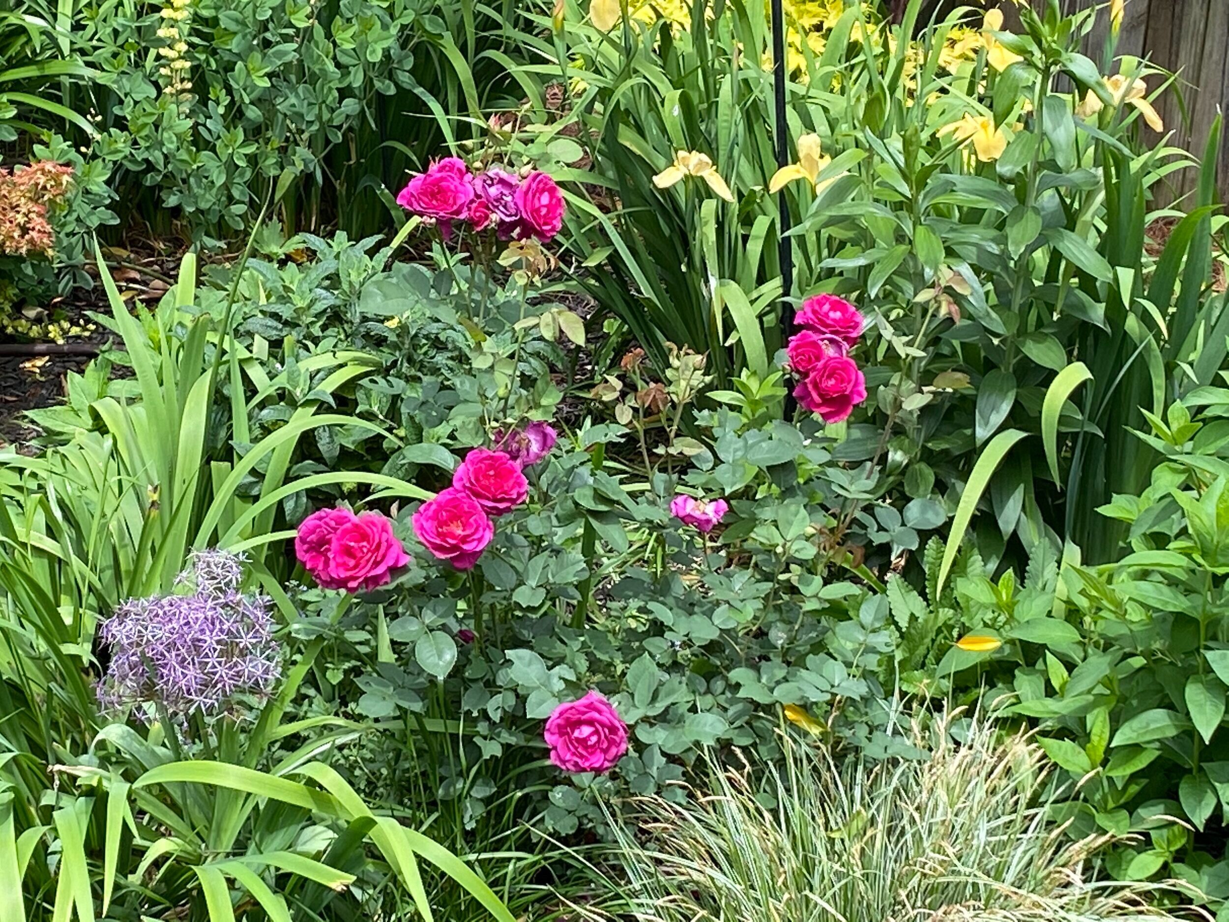 Rosa 'Brindabella Purple Prince'