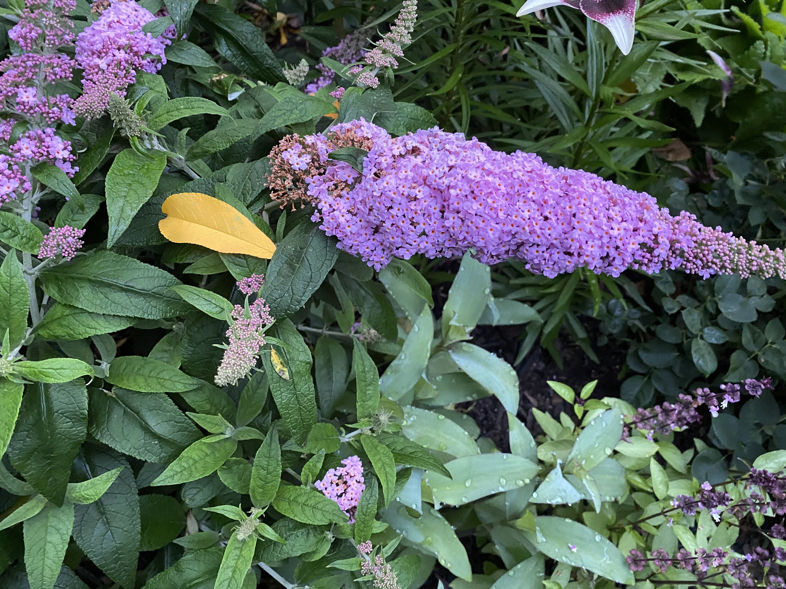 Buddleia 'Pugster Pink'