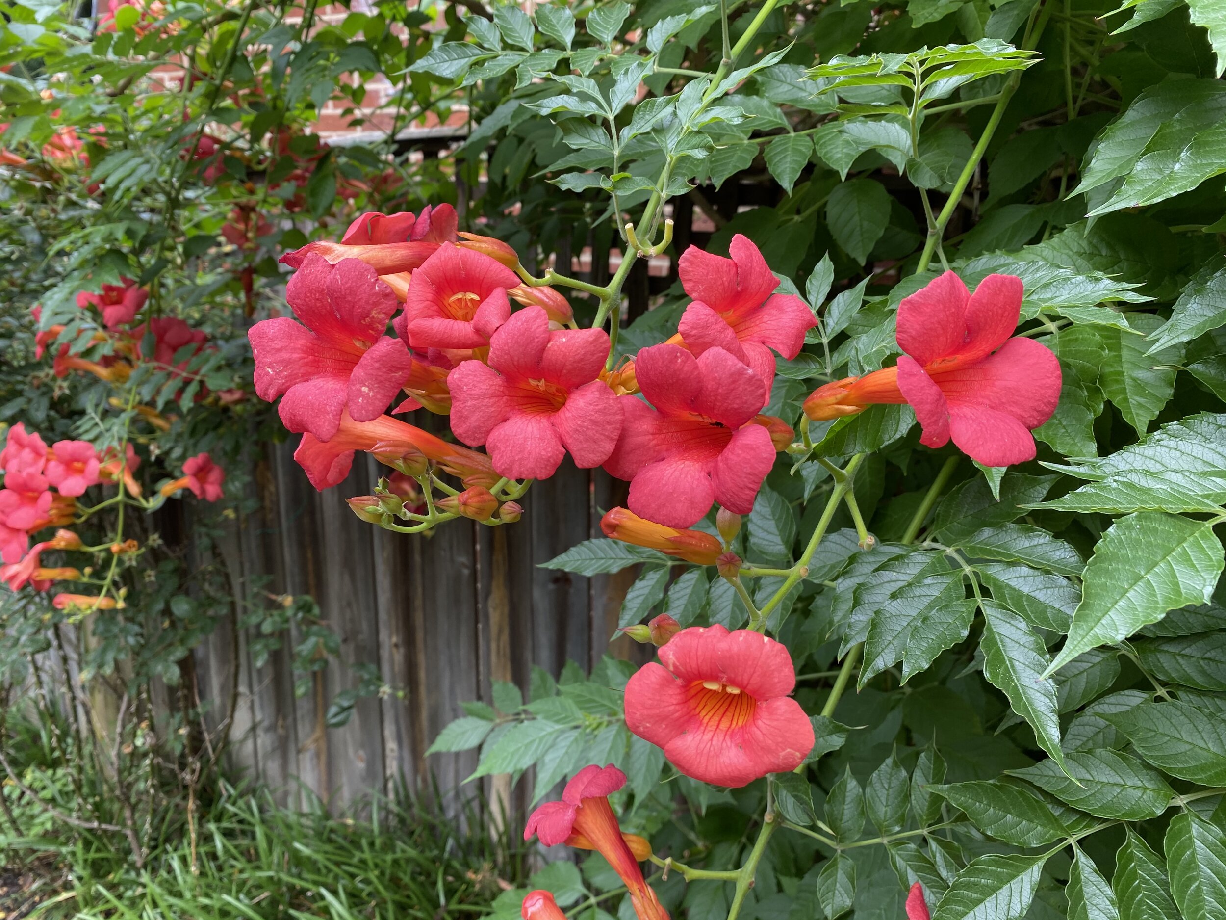 Campsis 'Hot Lips',