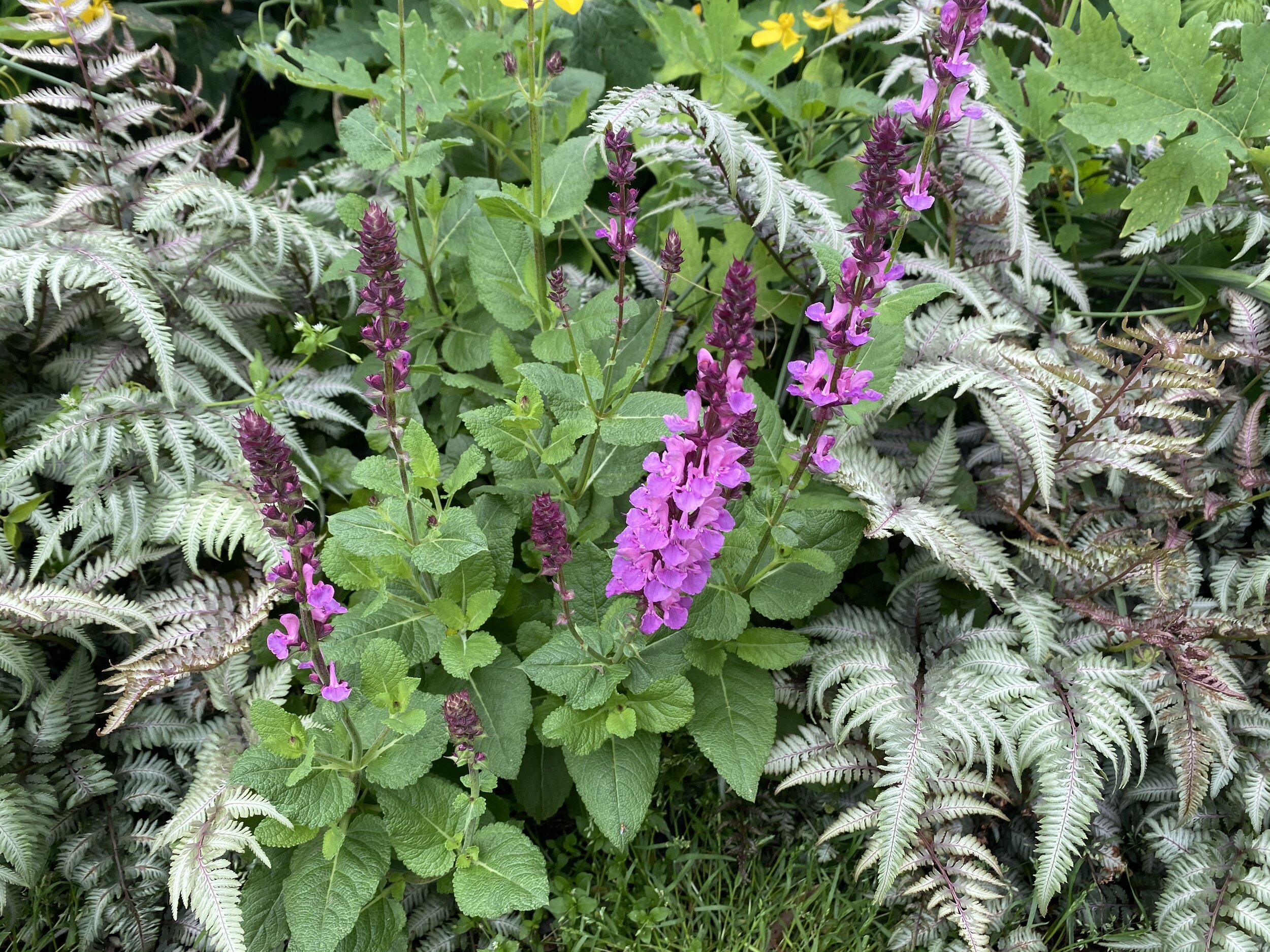 Salvia 'Rose Marvel'