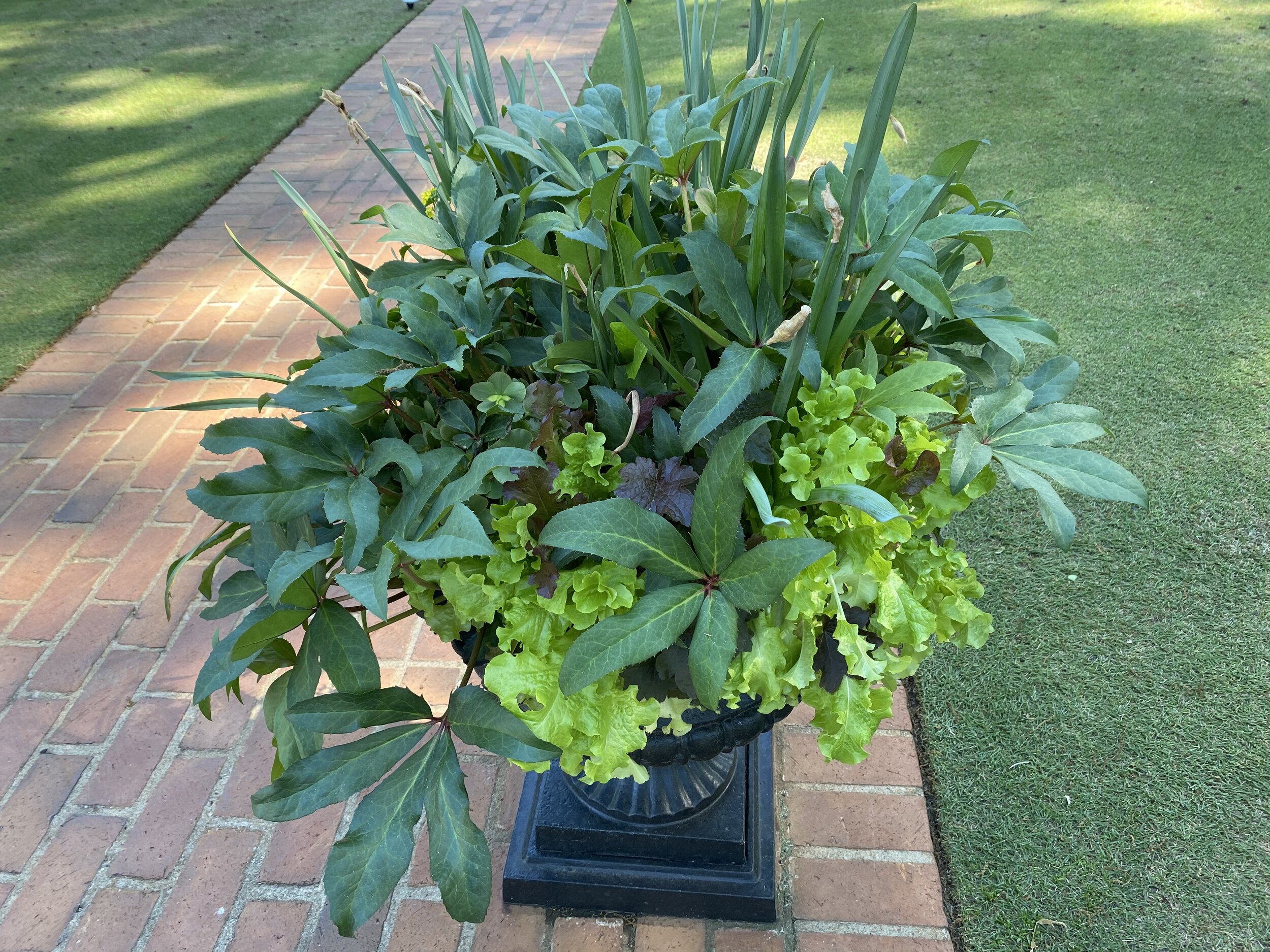 Lettuce and helleborus in a container