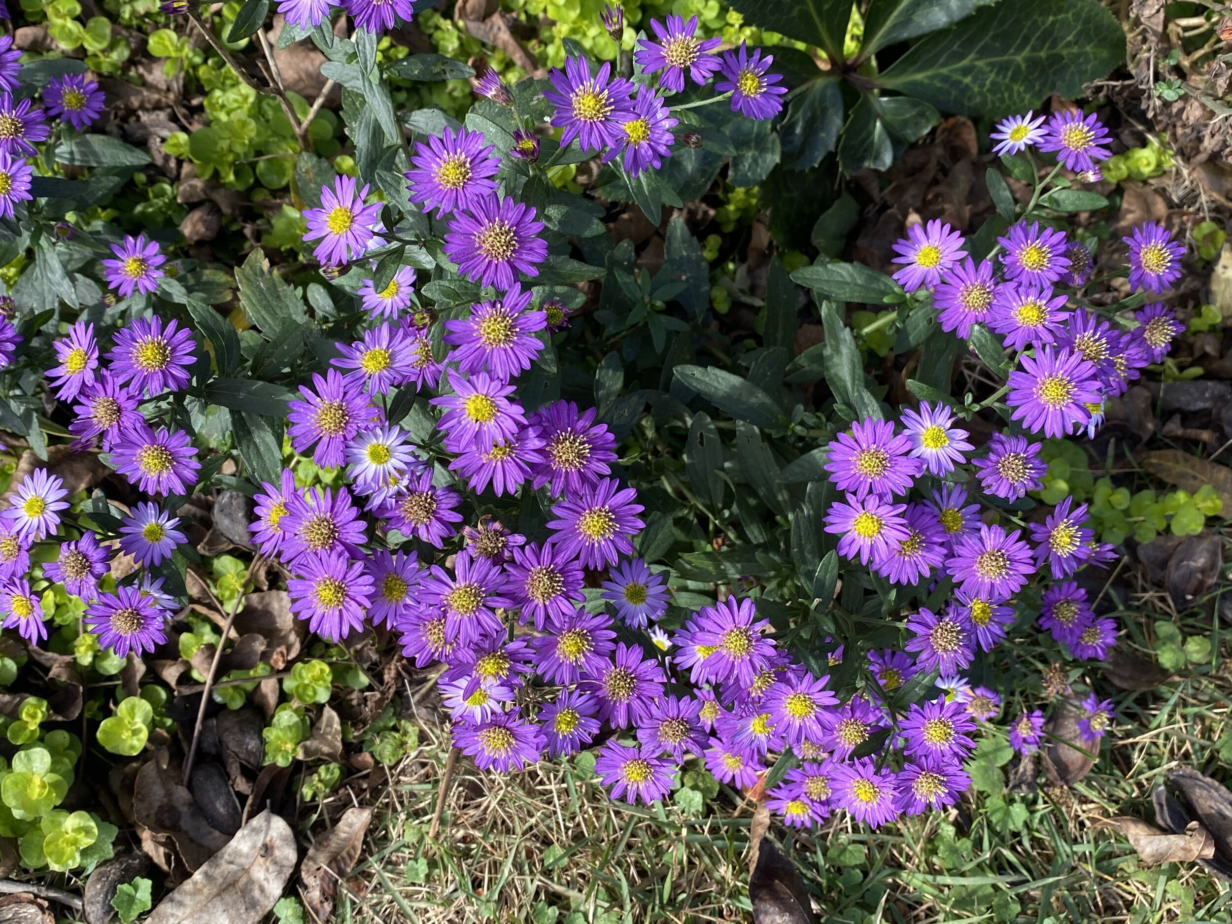 Aster ageratoides 'Ezo Murazaki'