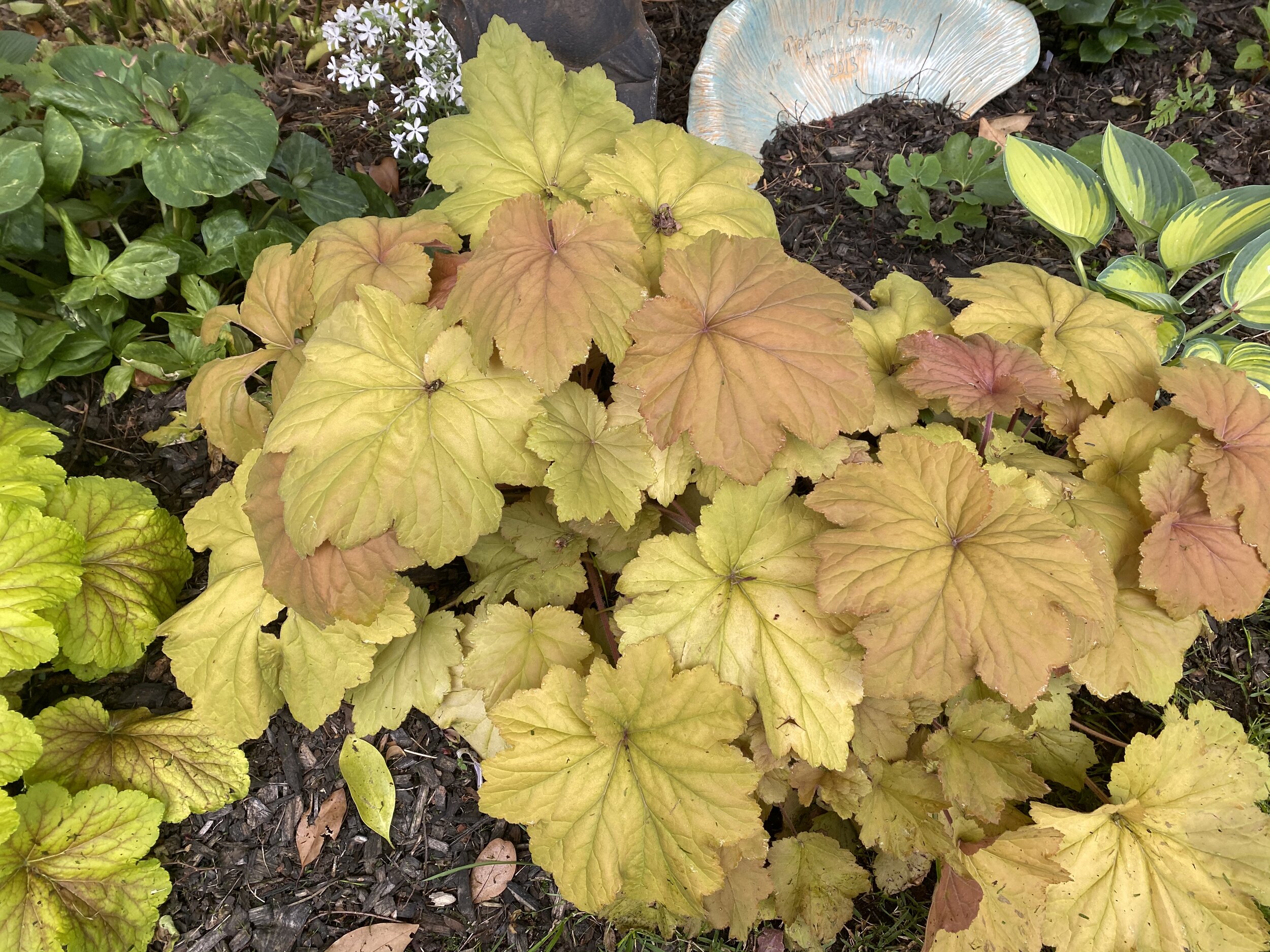 Heuchera 'Mega Caramel'