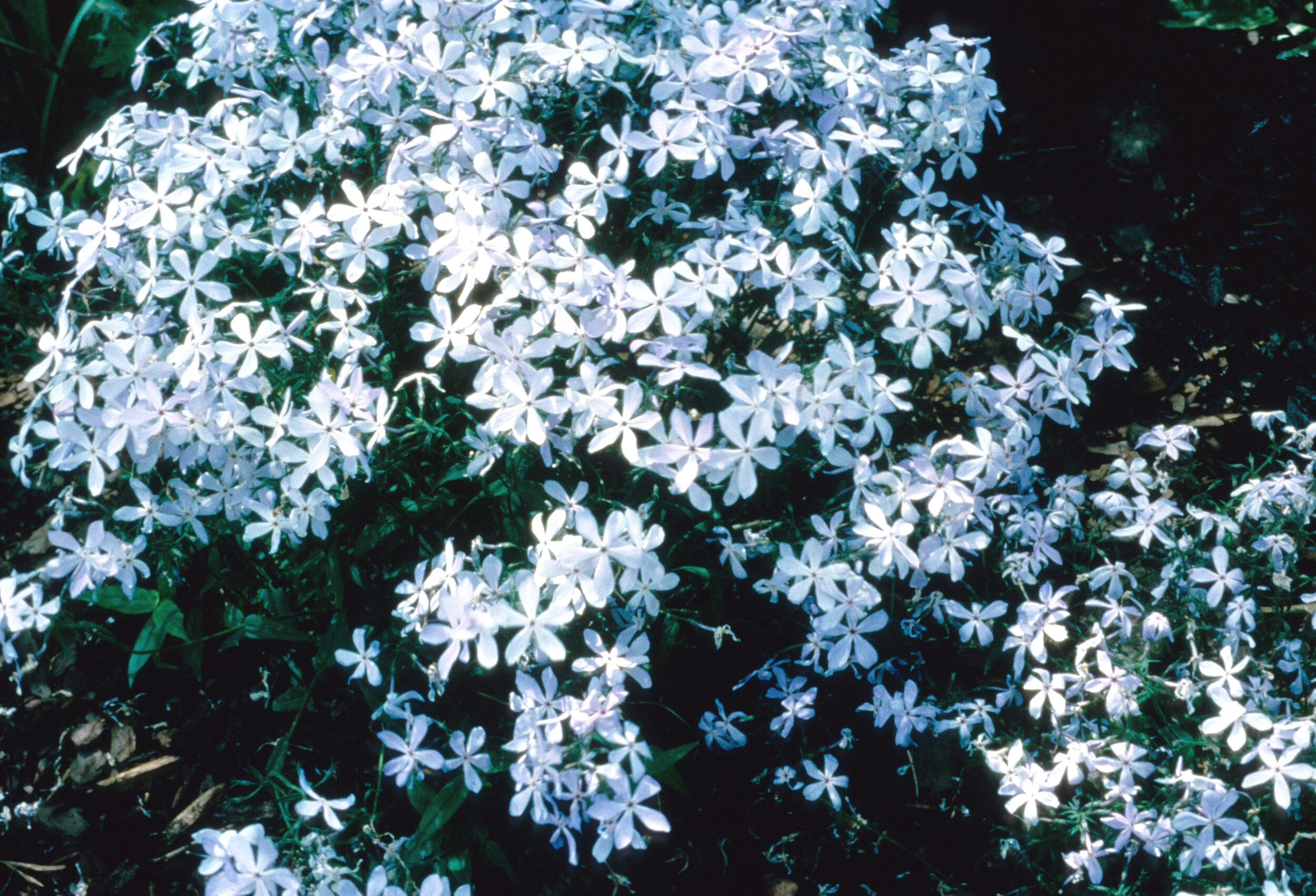 Phlox divaricata 'Clouds of Perfume'