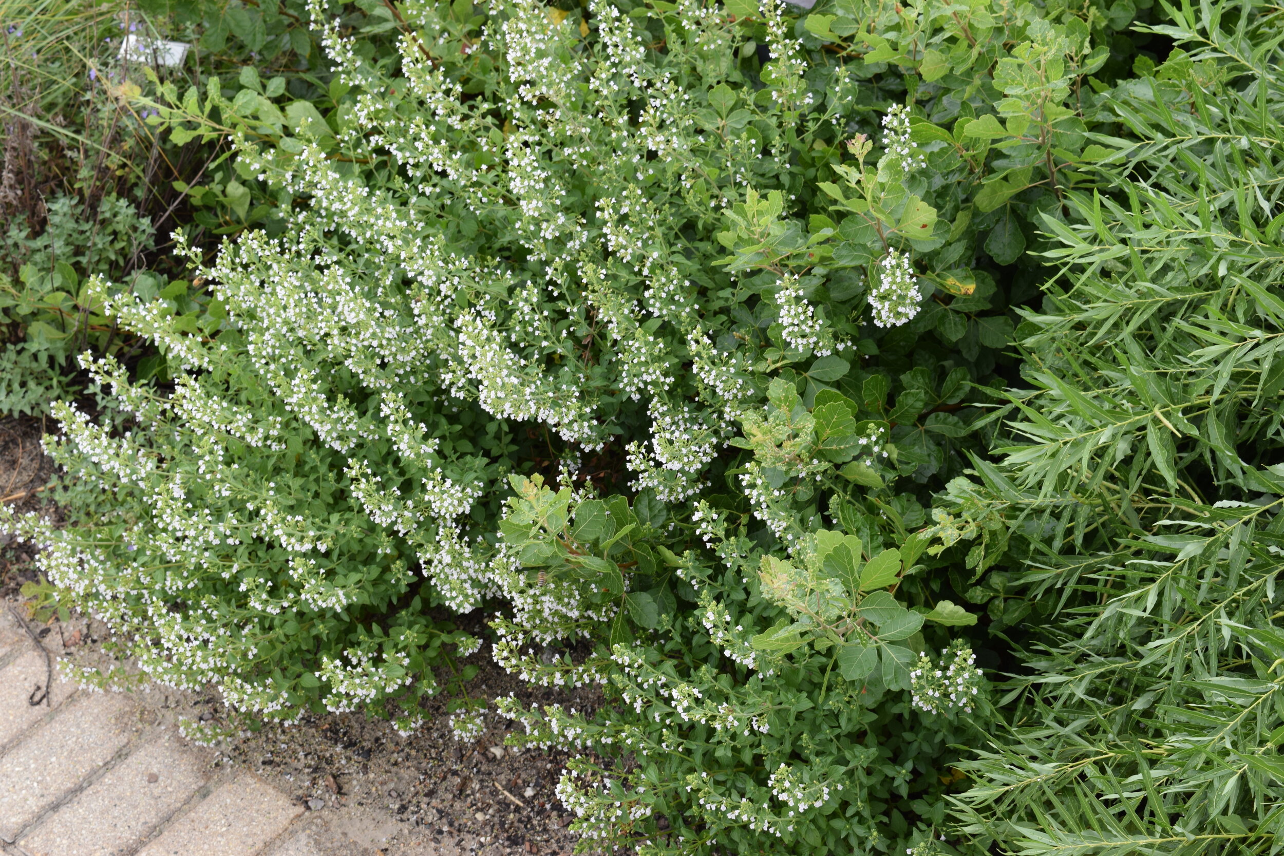 Calamintha nepeta ssp nepeta, Midwest Groundcovers, PPA
