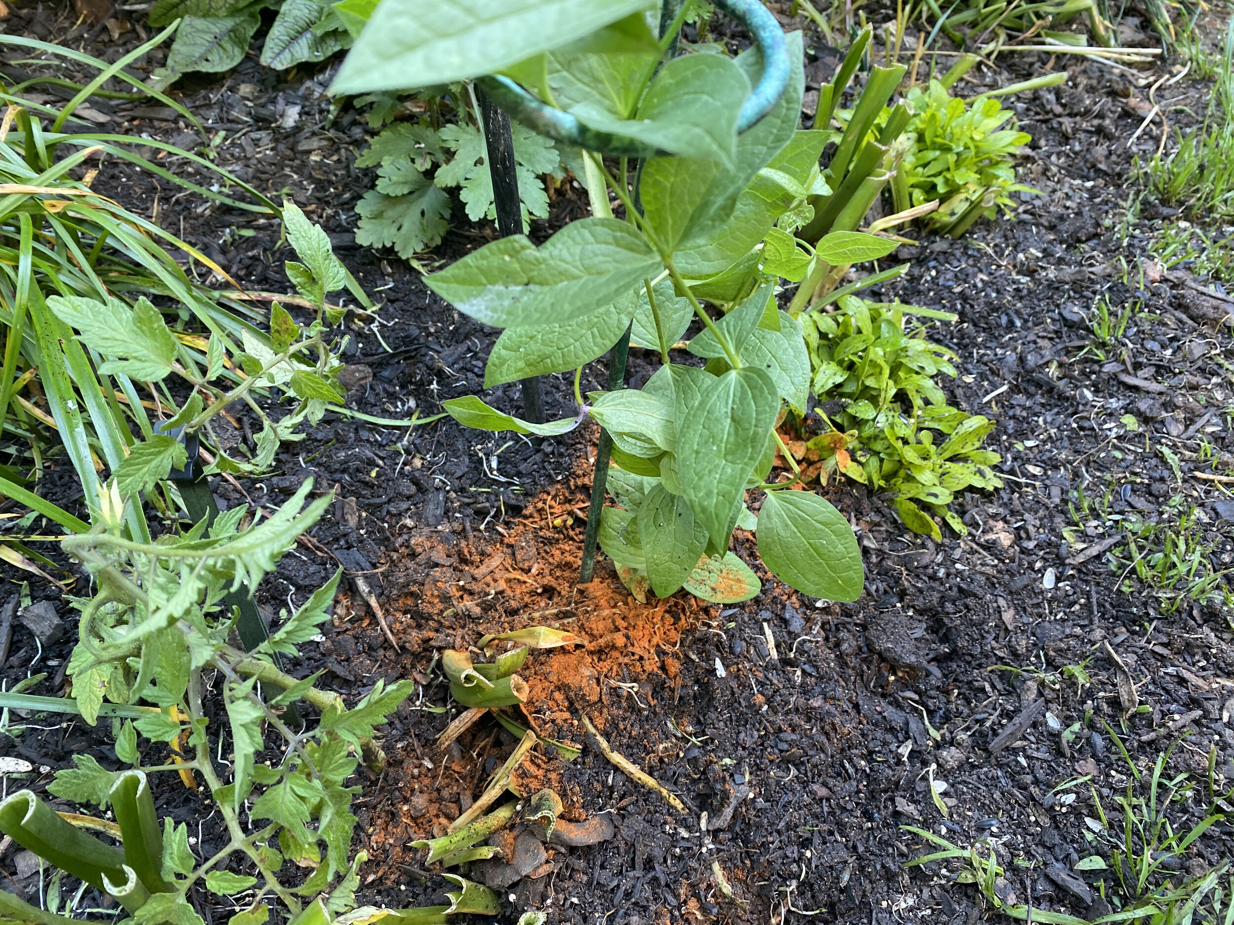 Cayenne in the Garden