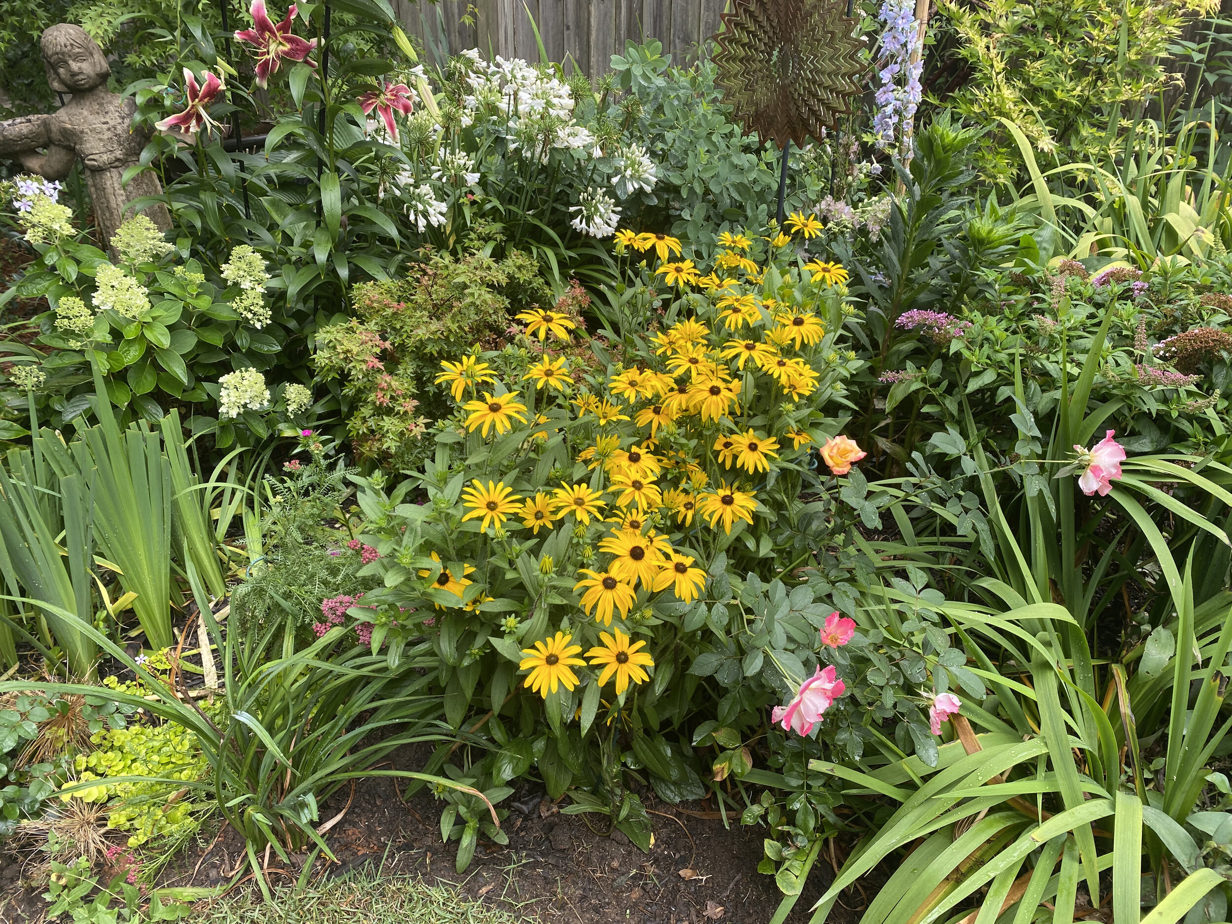 Rudbeckia 'Glitters Like Gold'