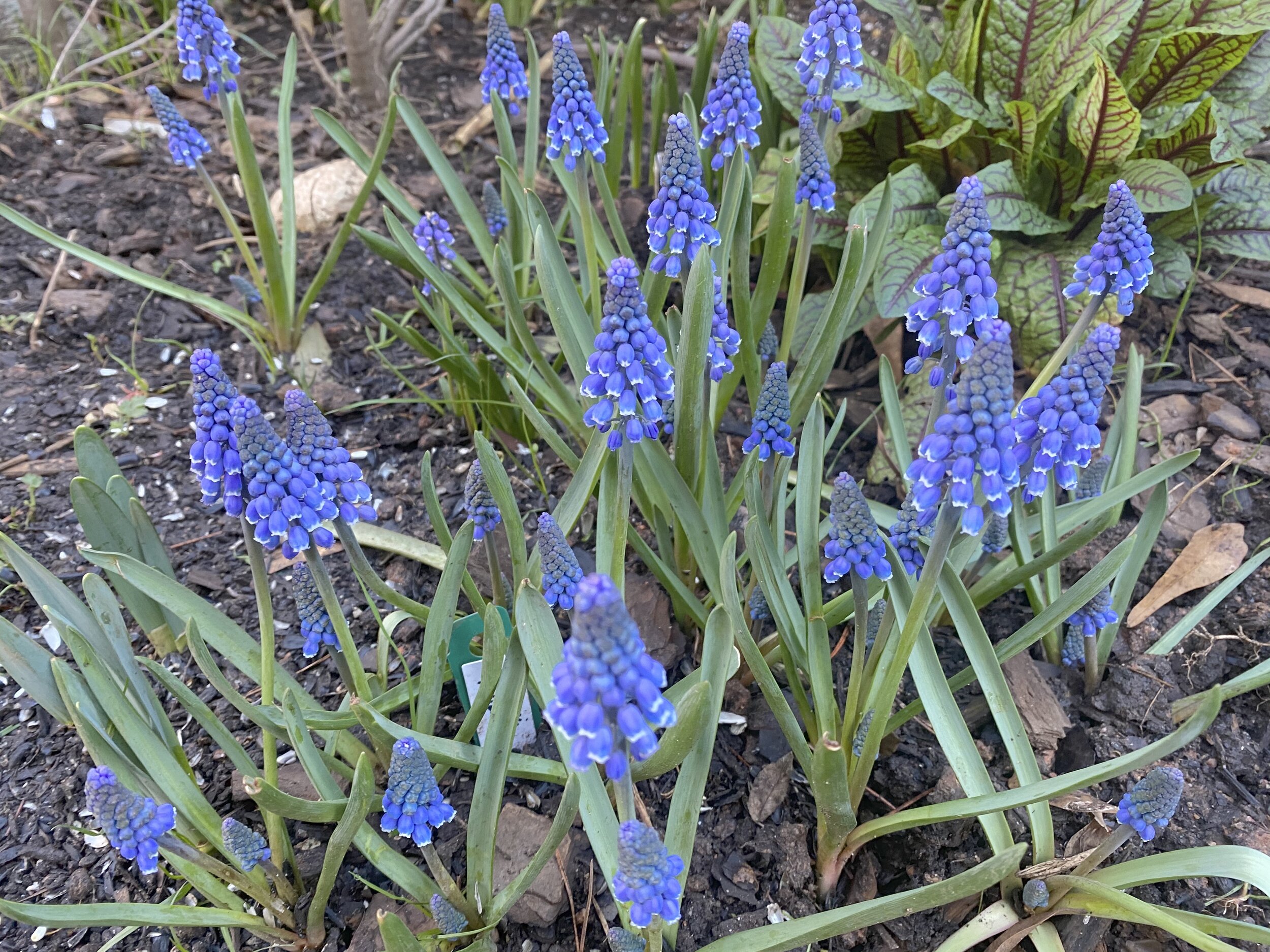 Muscari