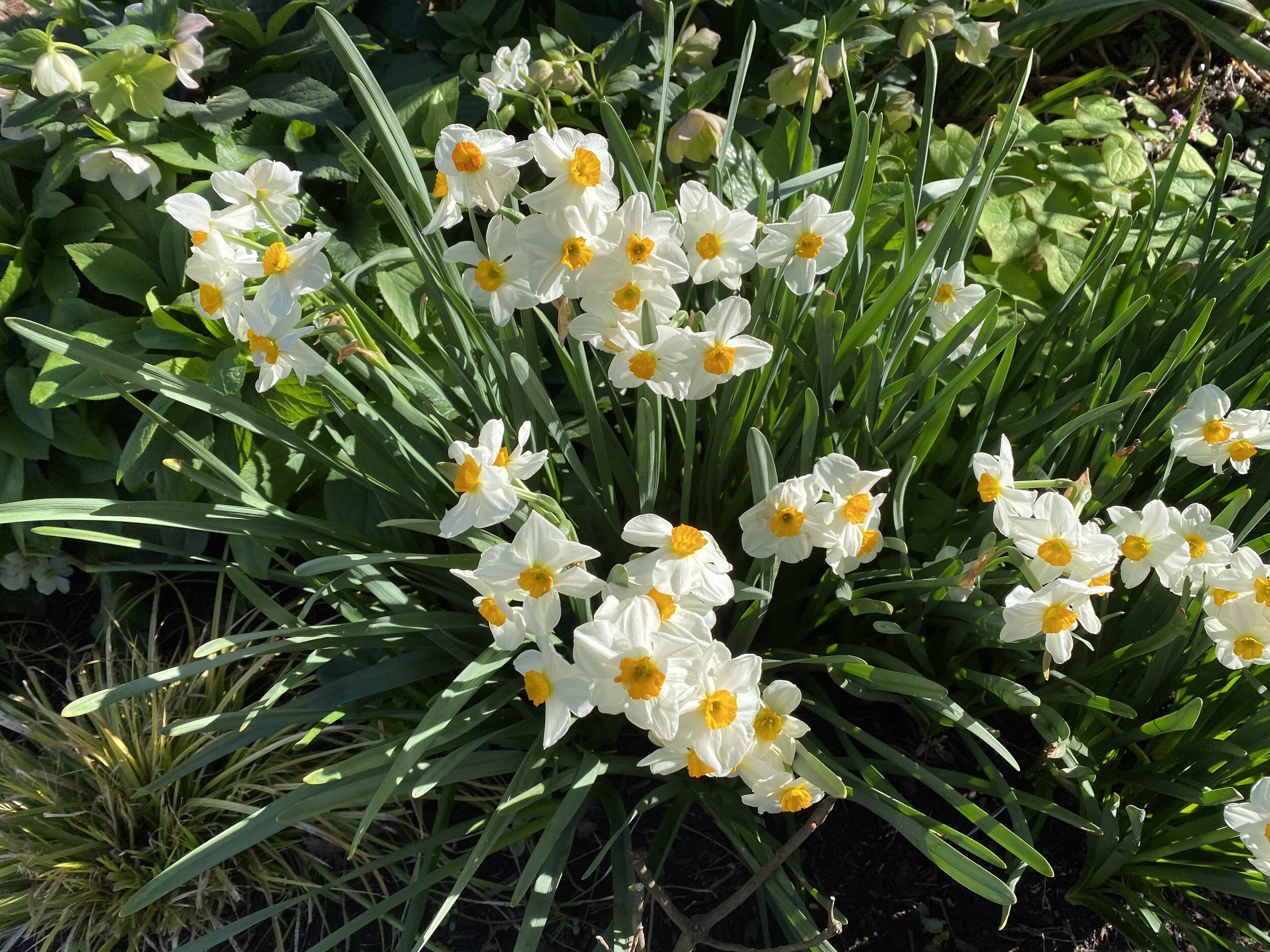 Daffodil