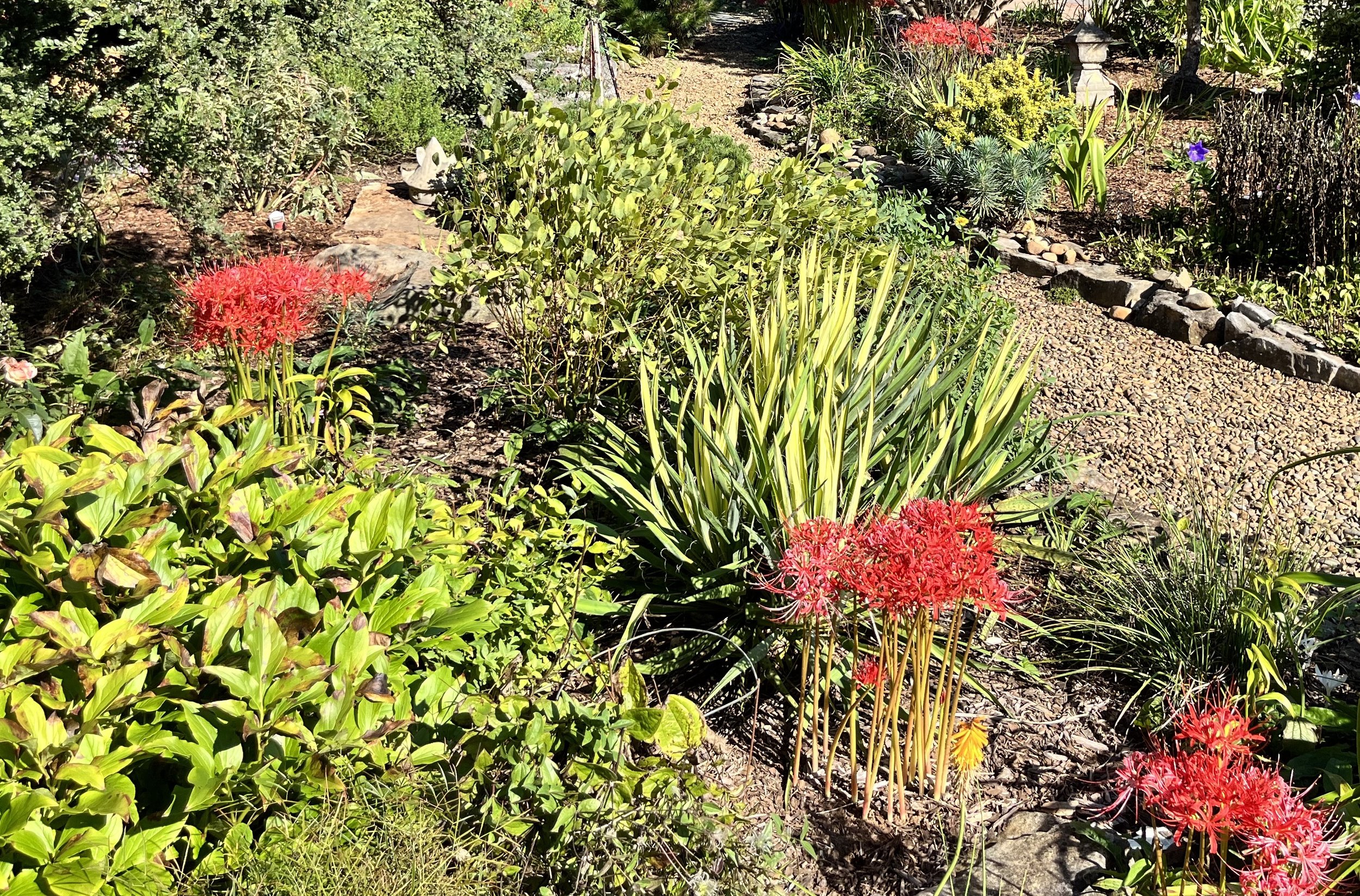 Lycoris radiata