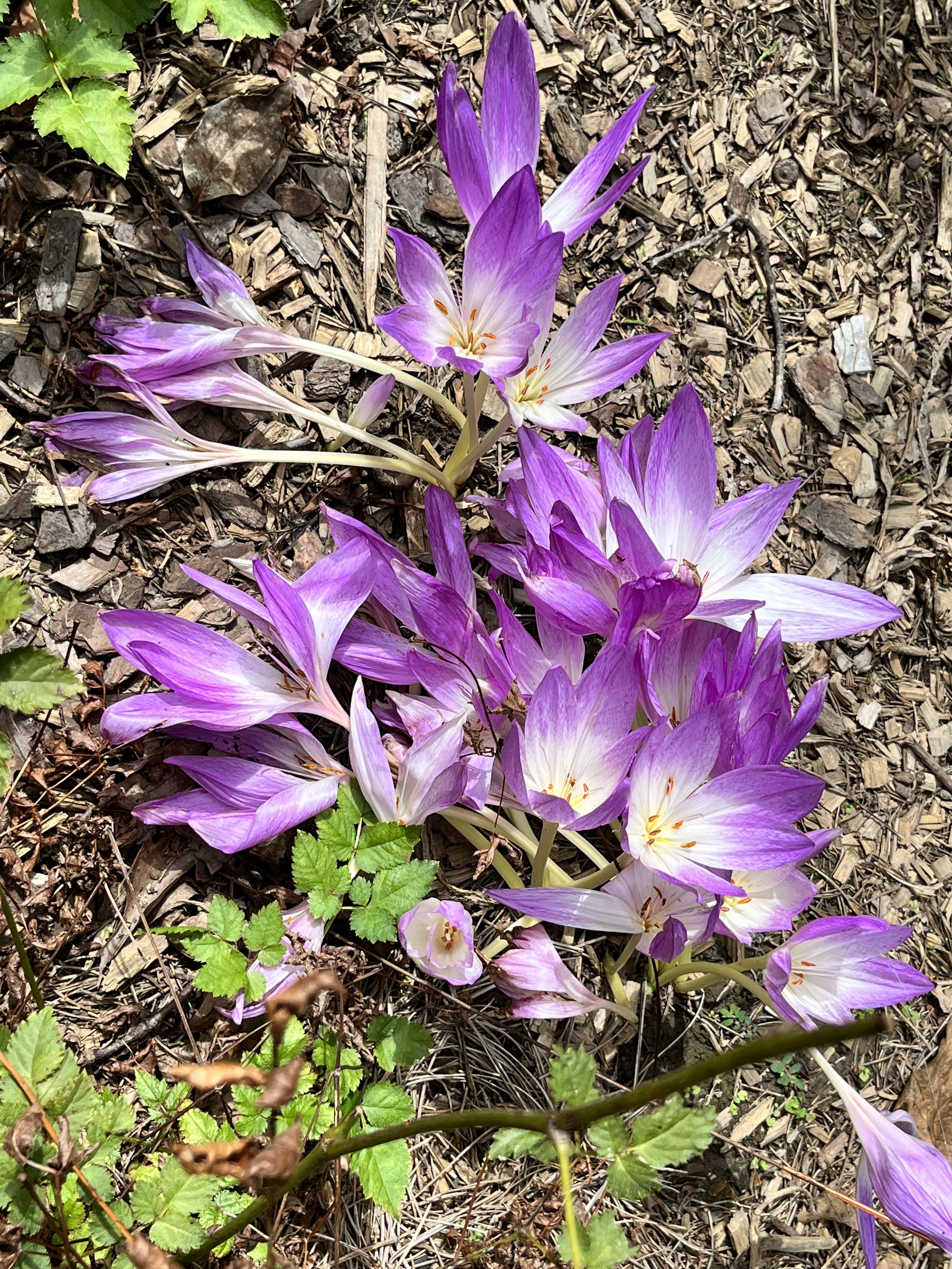 Colchicum