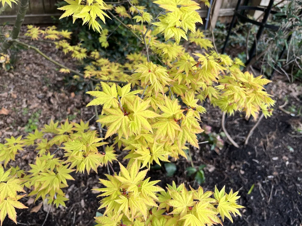  Japanese maple 'Orange Magic' spring foliage 