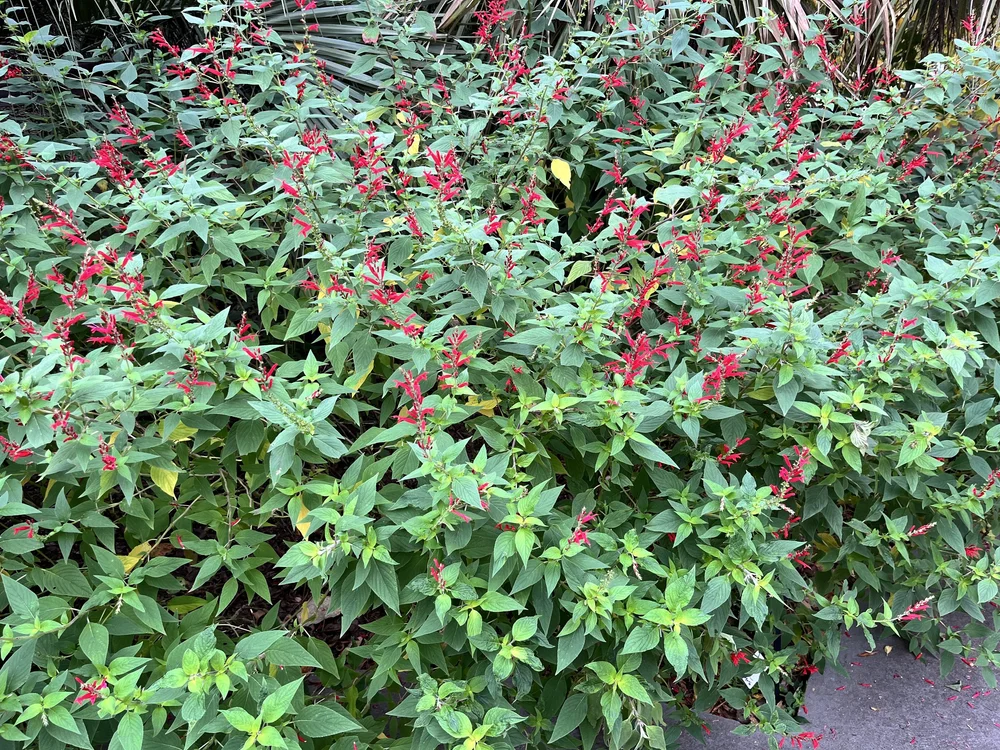 October, Pineapple sage, annual