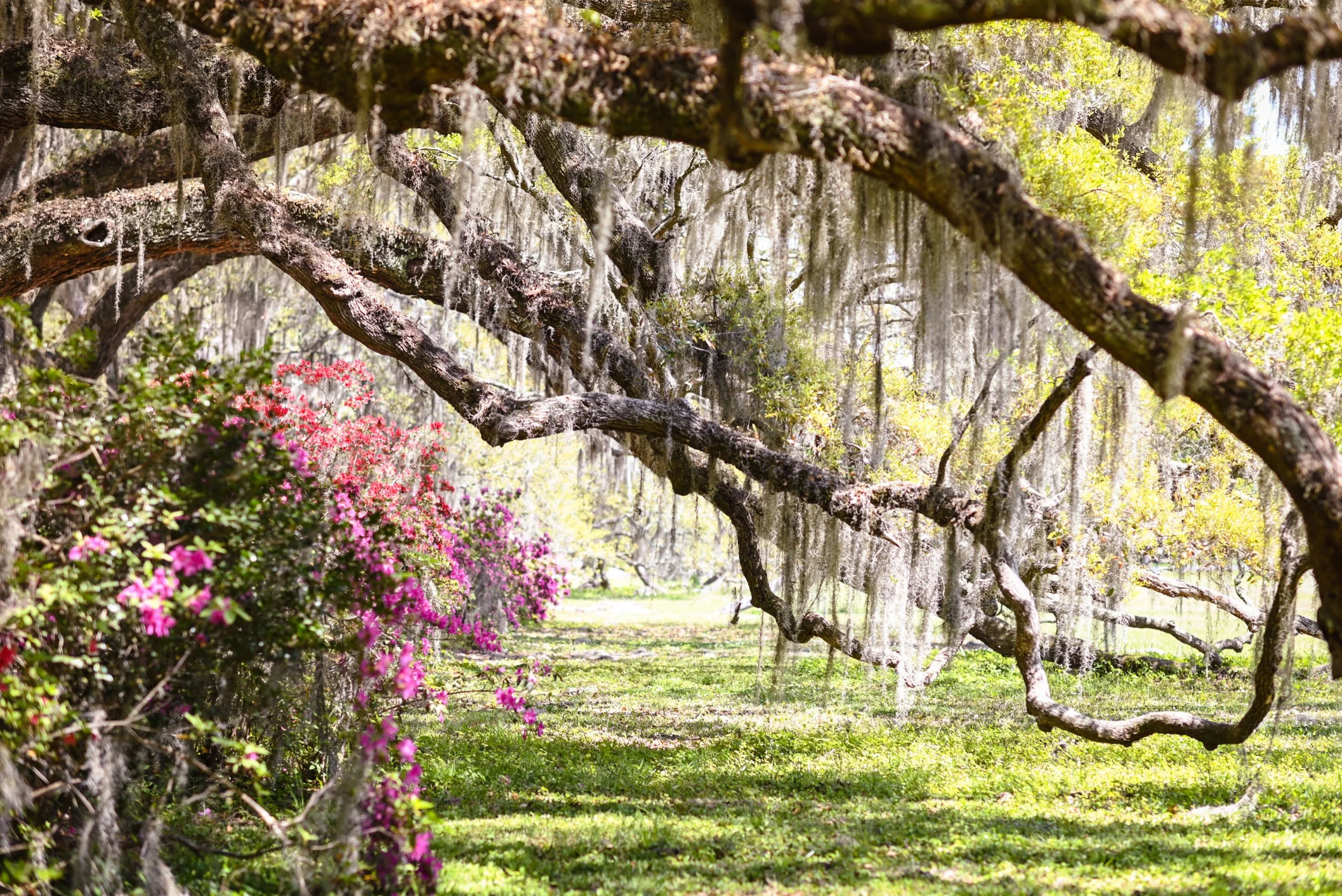 I Simply Remember These Favorite Things with Dr. A ~ January 2026