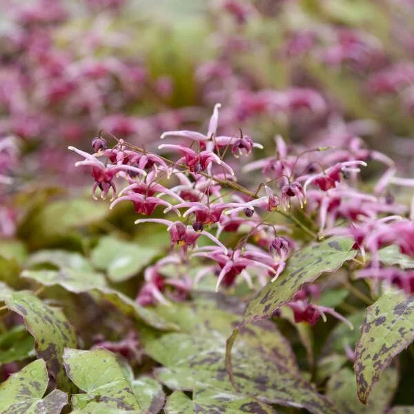 Stories from the Garden: Epidmedium 