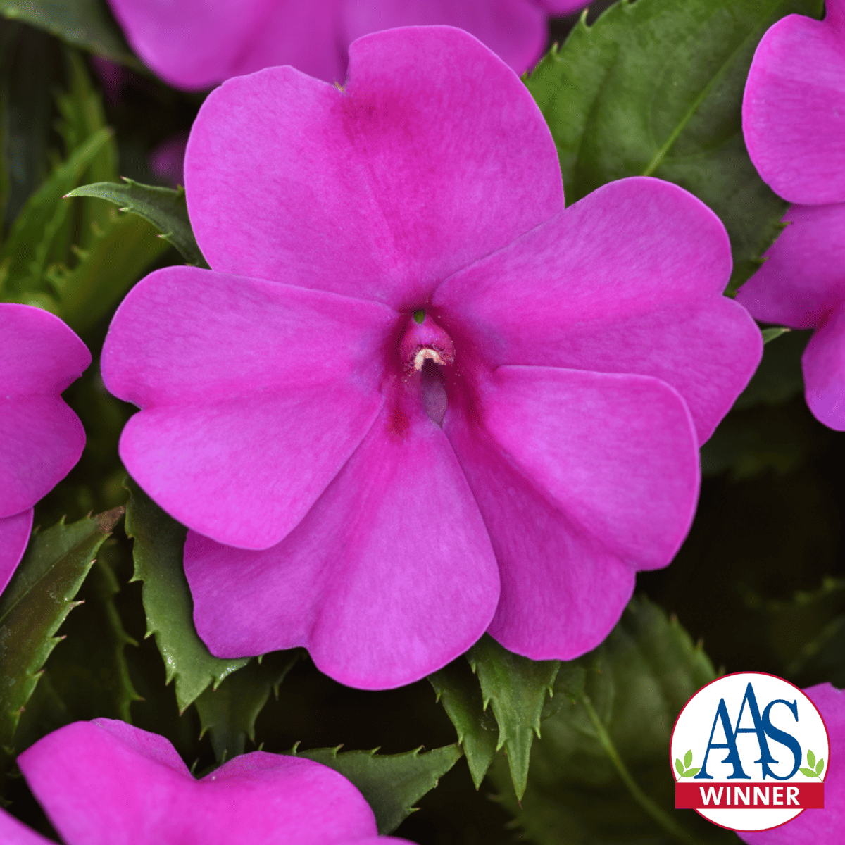 Stories from the Garden: Impatiens
