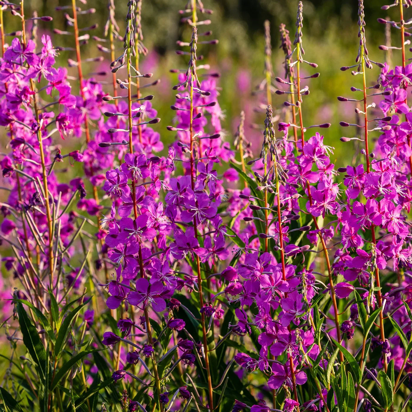 Stories from the Garden: Fireweed