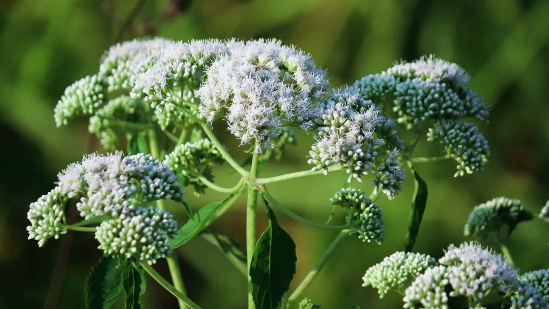 Stories from the Garden: Boneset