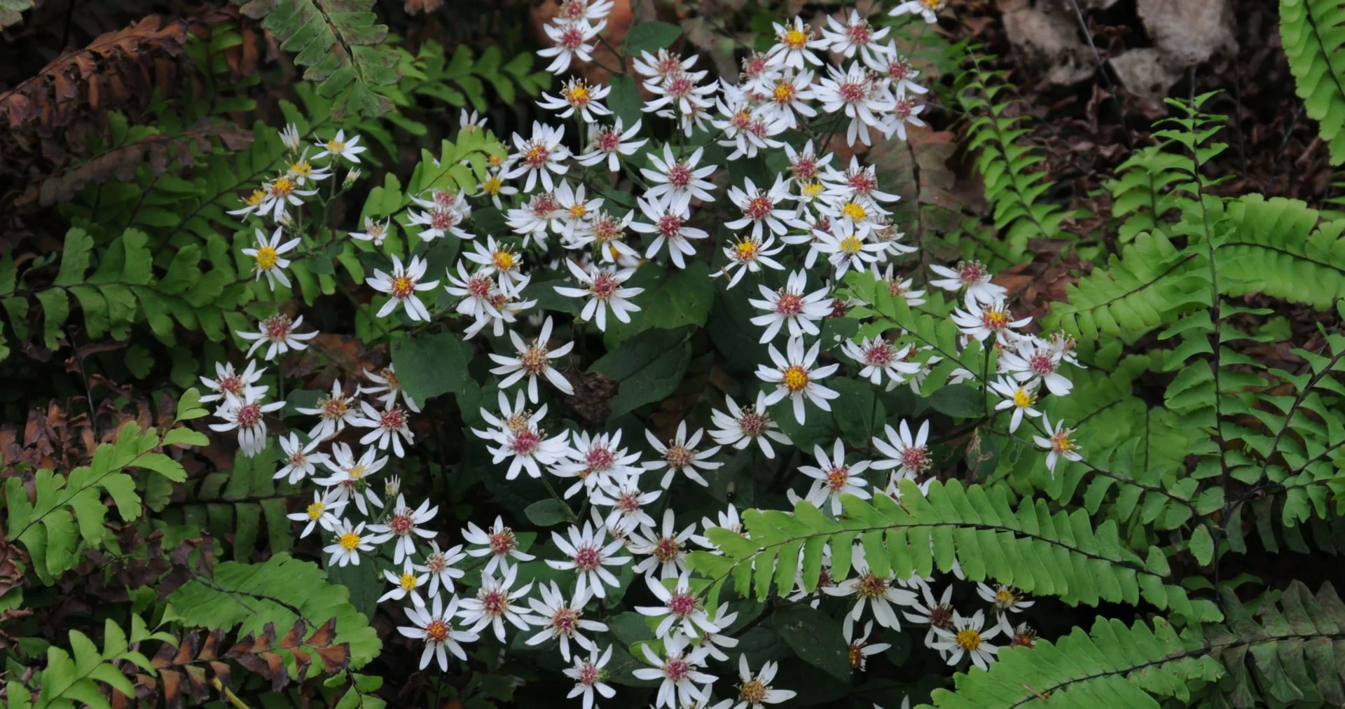 Dr. A’s Top Picks from the Garden, Aster