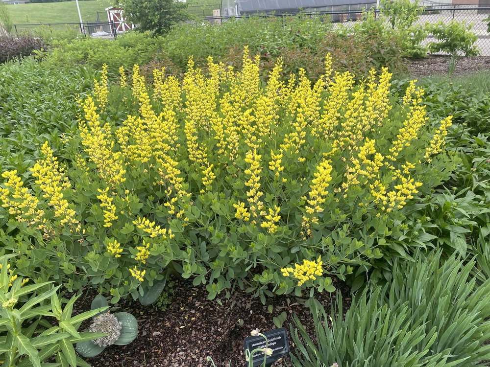 Baptisia ‘American Goldfinch’