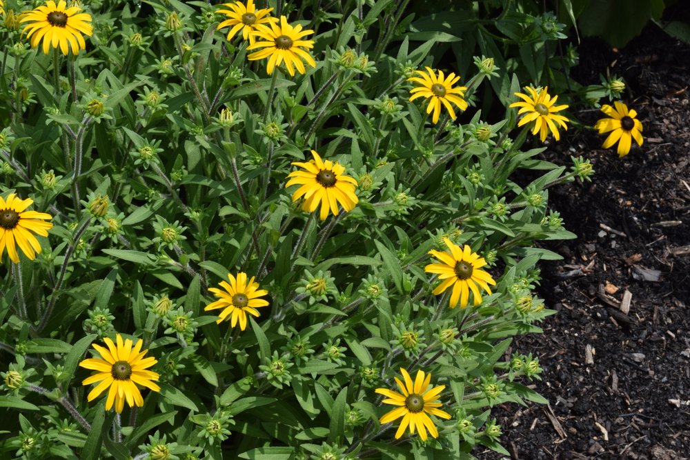 Rudbeckia ‘American Gold Rush’